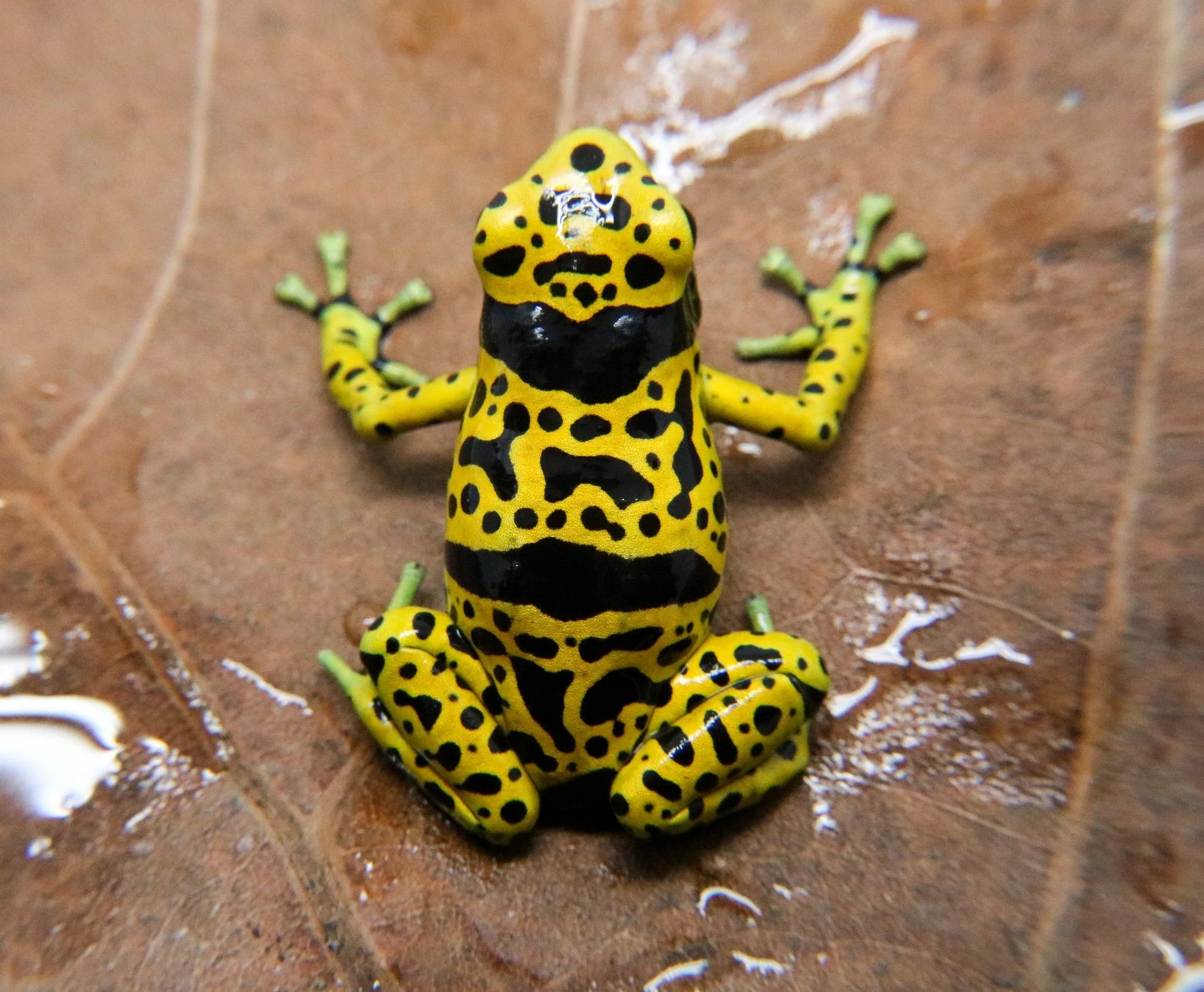 Dendrobates leucomelas "Fine Spot" Tadpole - Image 2