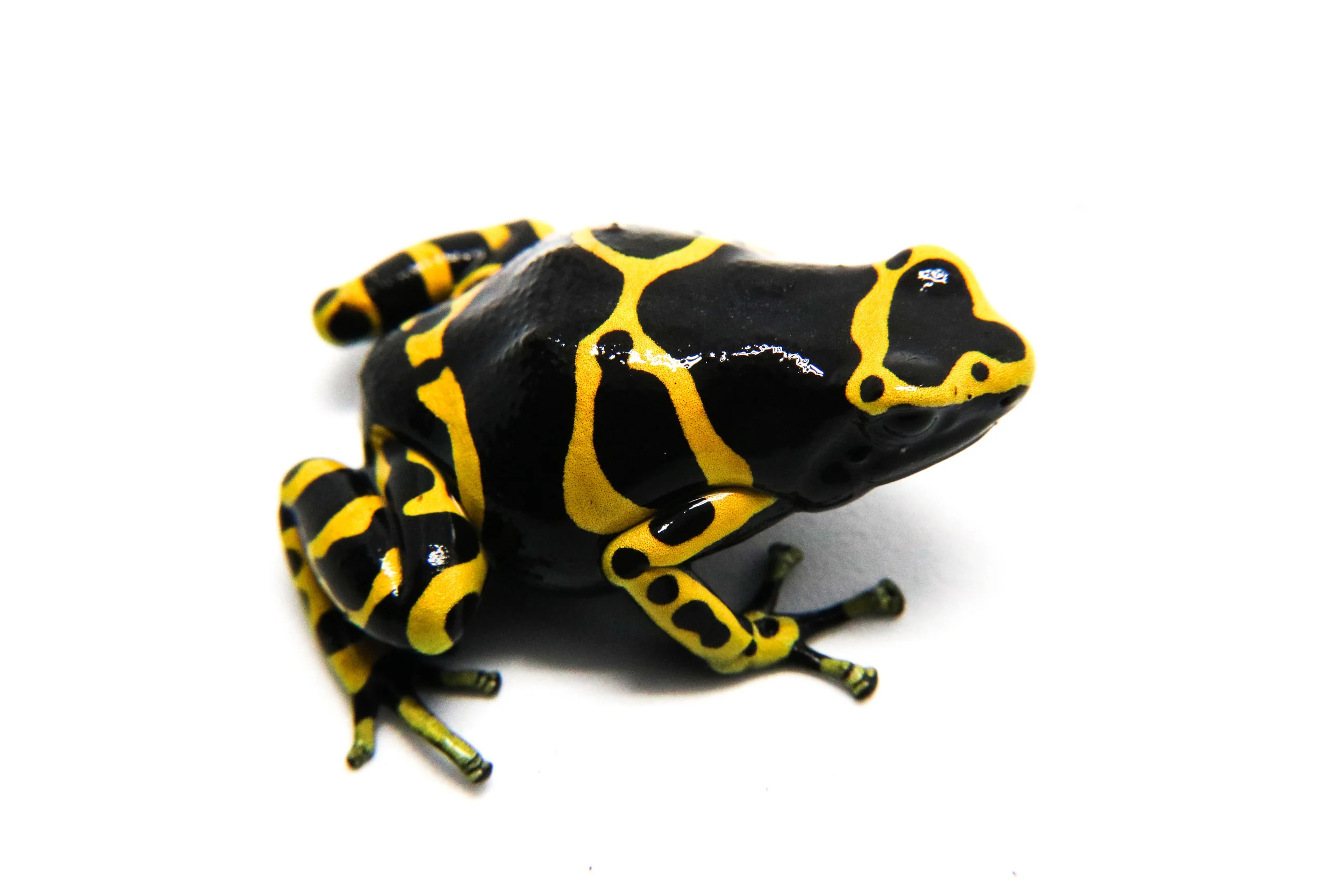 Dendrobates leucomelas "Standard" Tadpole