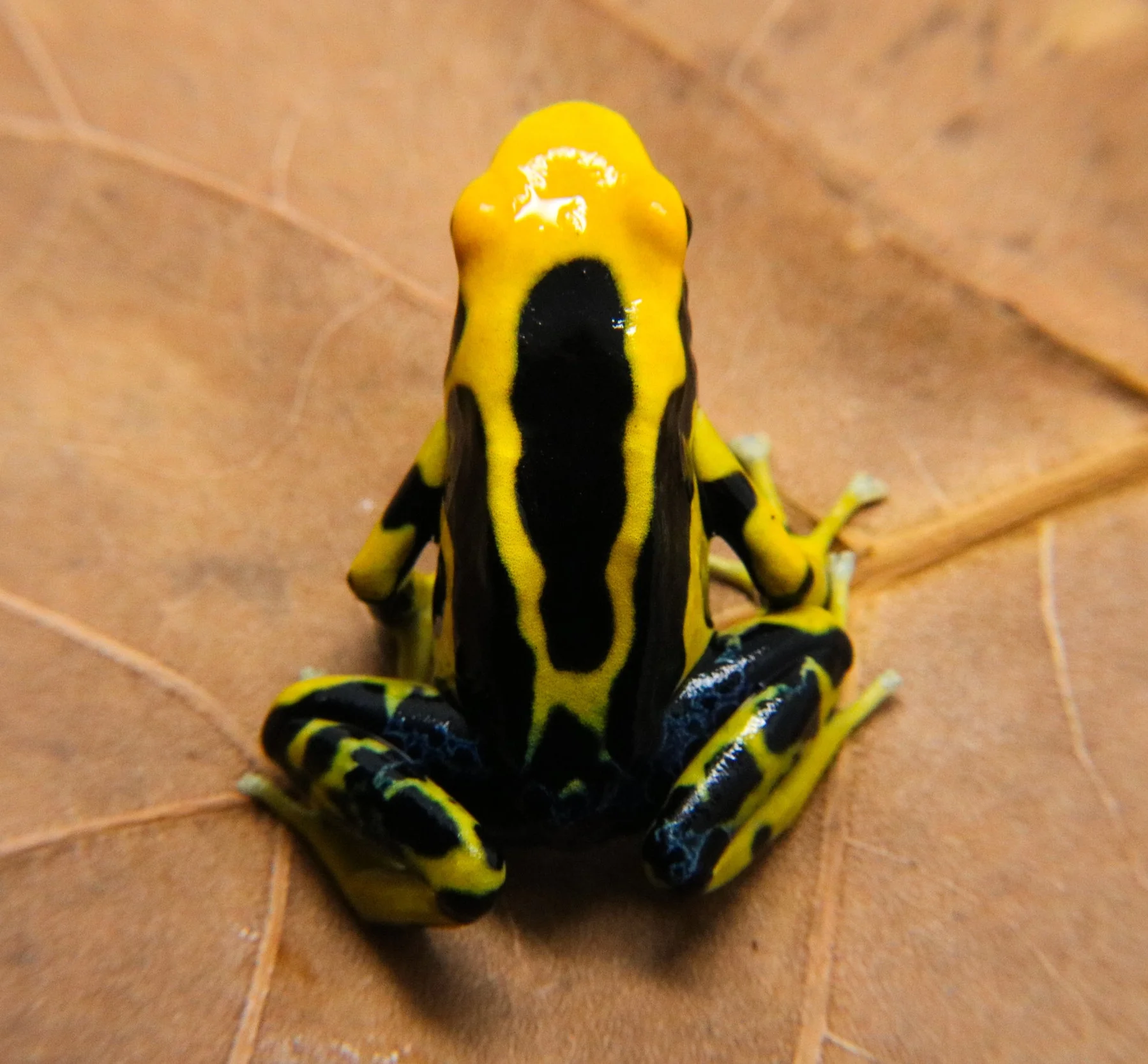 Dendrobates tinctorius "Giant Orange" - Image 2