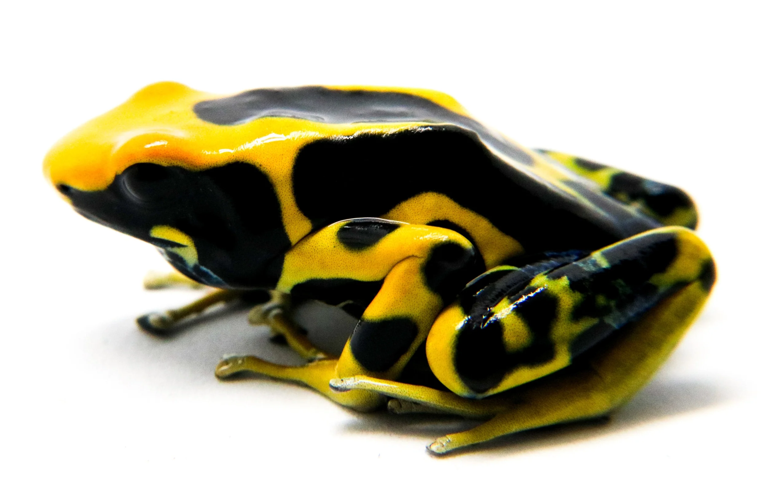 Dendrobates tinctorius "Giant Orange" - Image 3