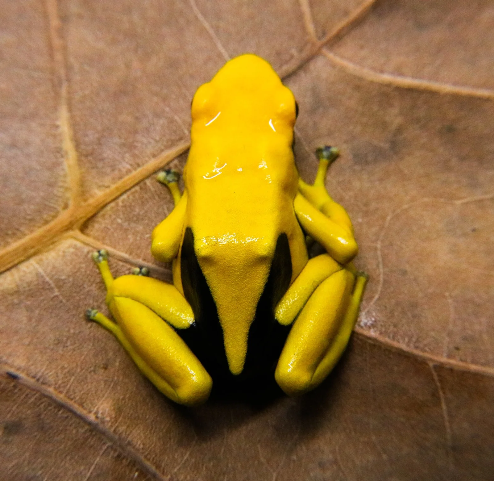Dendrobates tinctorius "Matecho" - Image 2