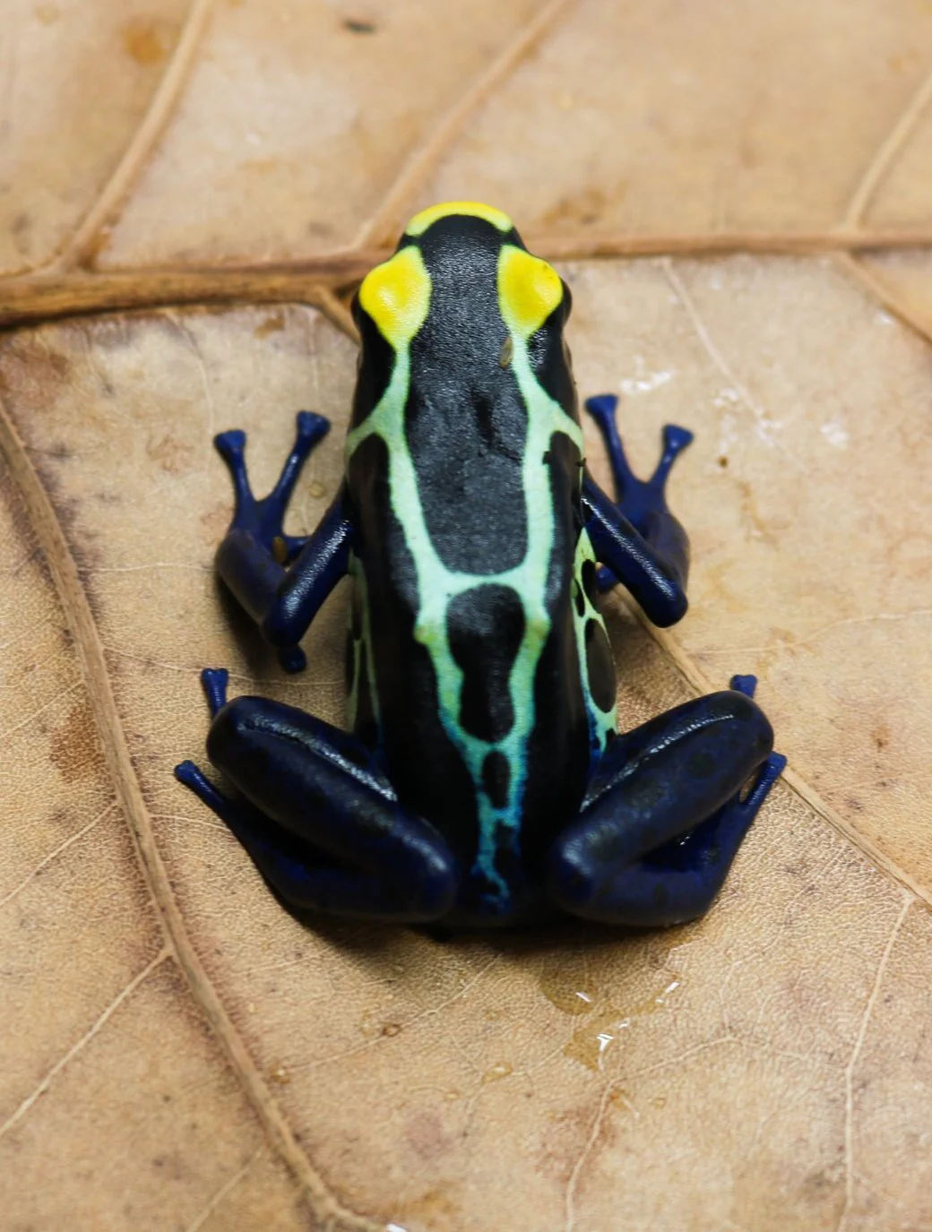 Dendrobates tinctorius "Cobalt" Tadpole - Image 2