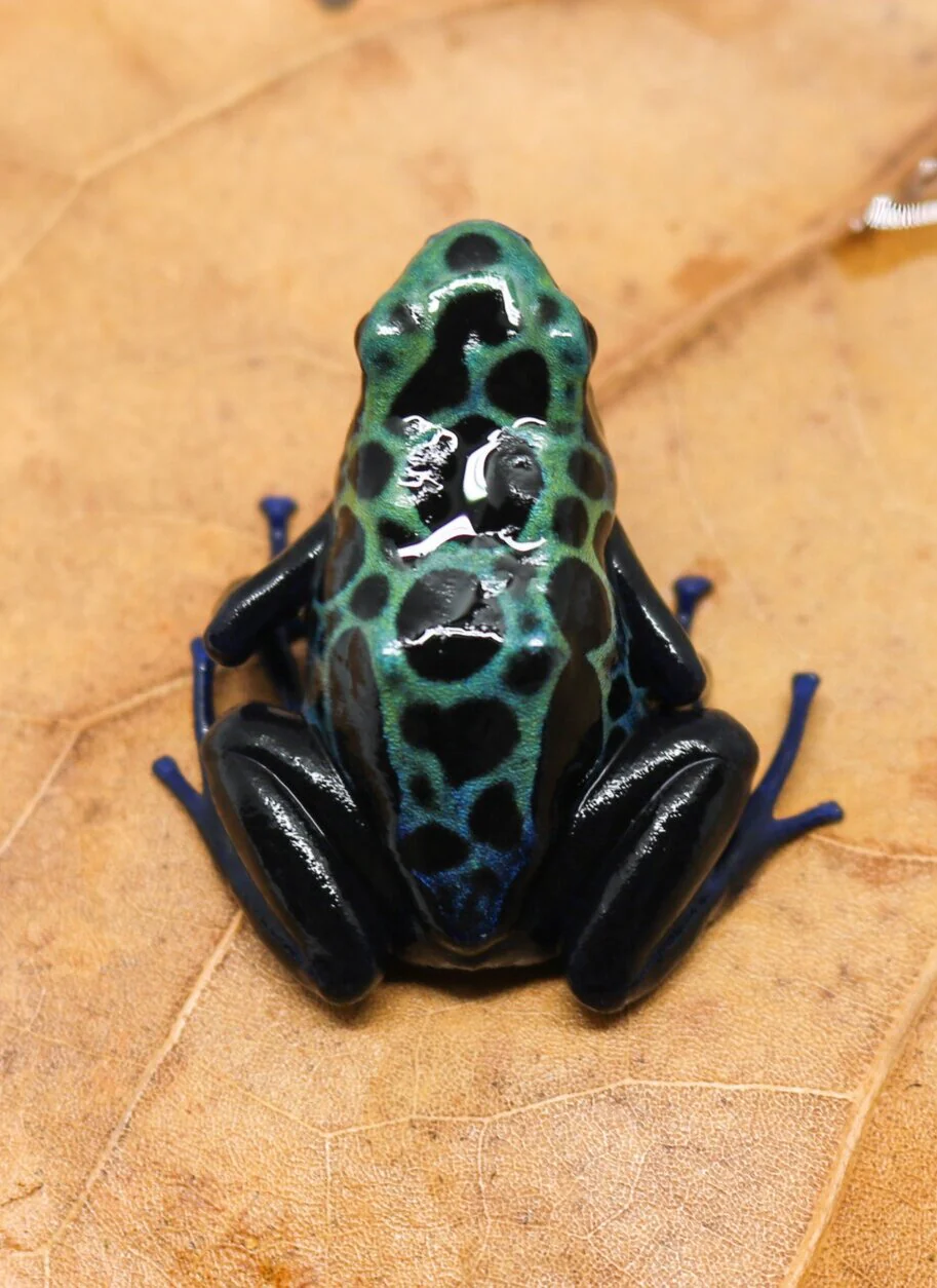 Dendrobates tinctorius "Green Sipaliwini" - Image 2