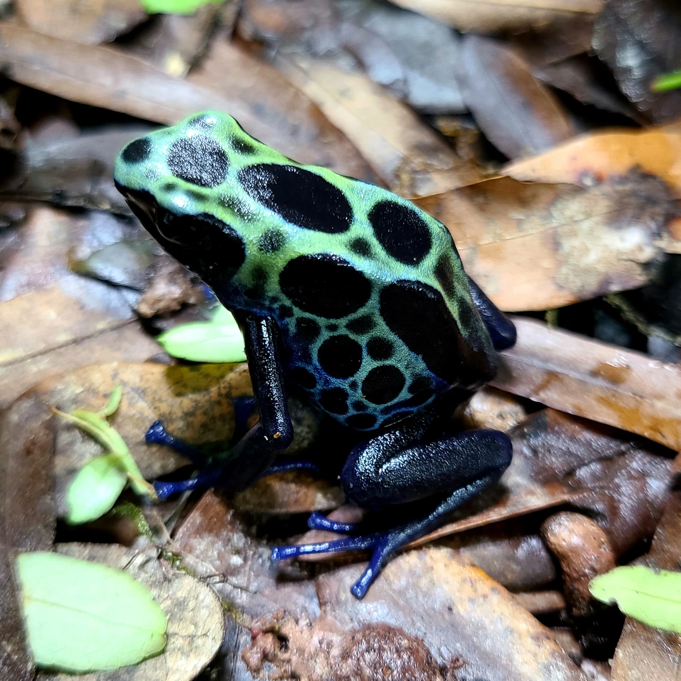Dendrobates tinctorius "Green Sipaliwini" Tadpole - Image 3