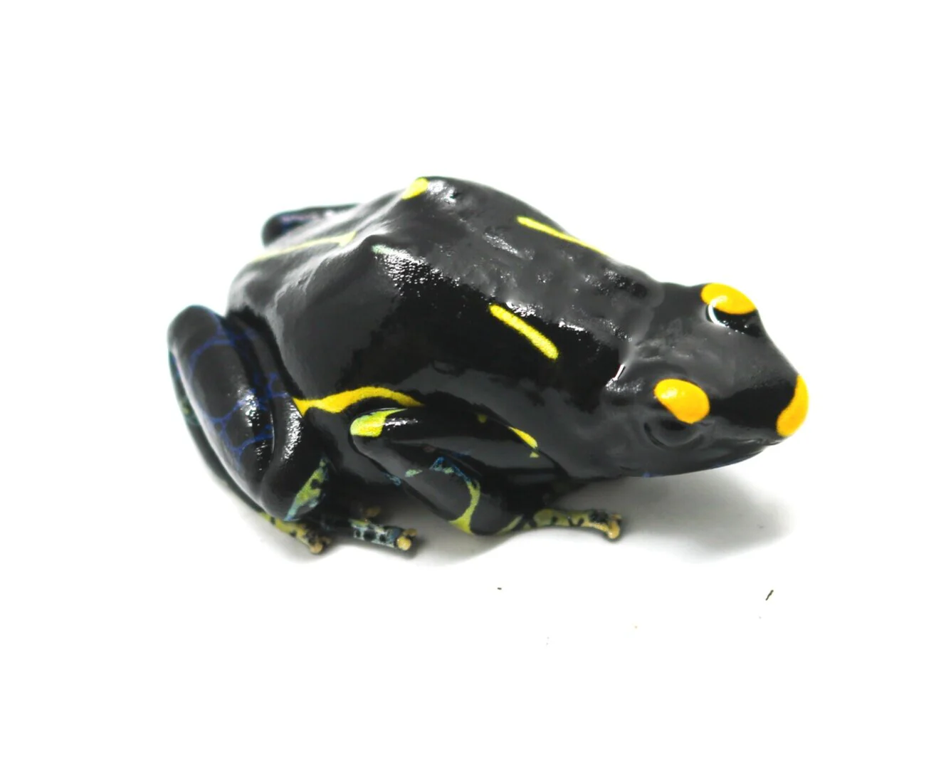 Dendrobates tinctorius "Inferalanis"