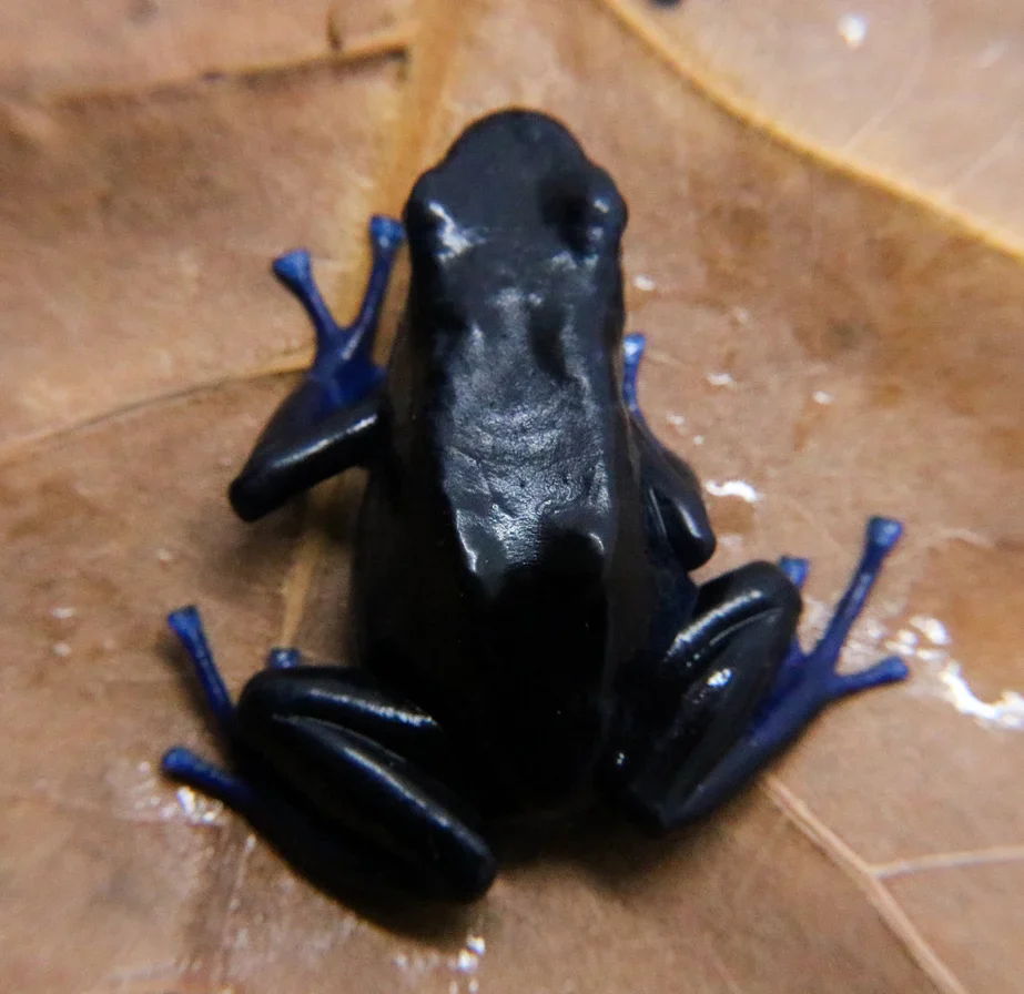 Dendrobates tinctorius "Koetari / Kutari River" Tadpole - Image 2