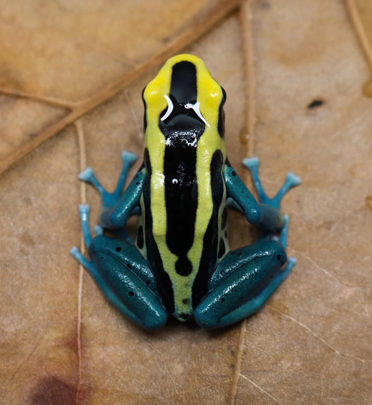 Dendrobates tinctorius "Patricia" - Image 2