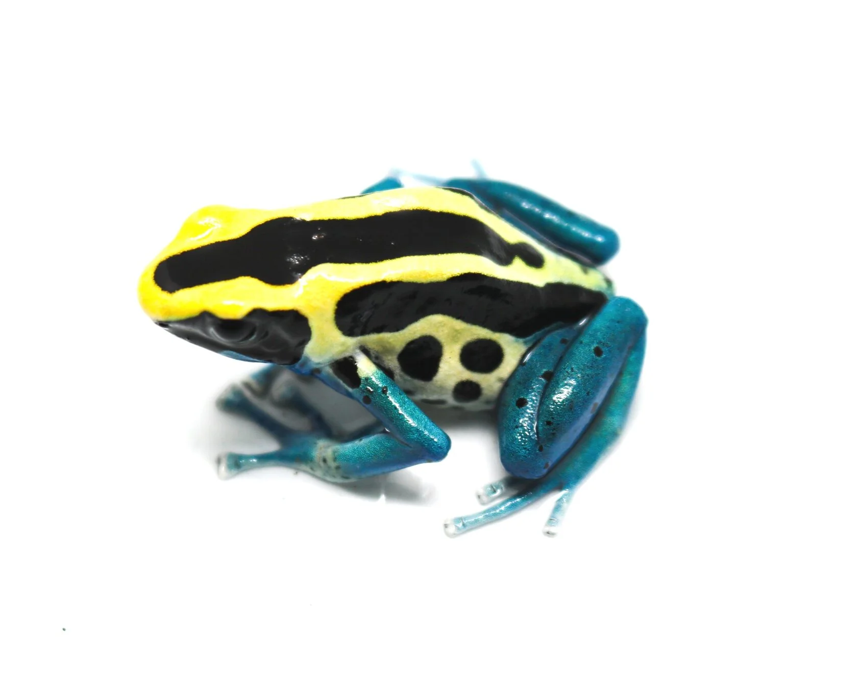 Dendrobates tinctorius "Patricia" - Tadpole