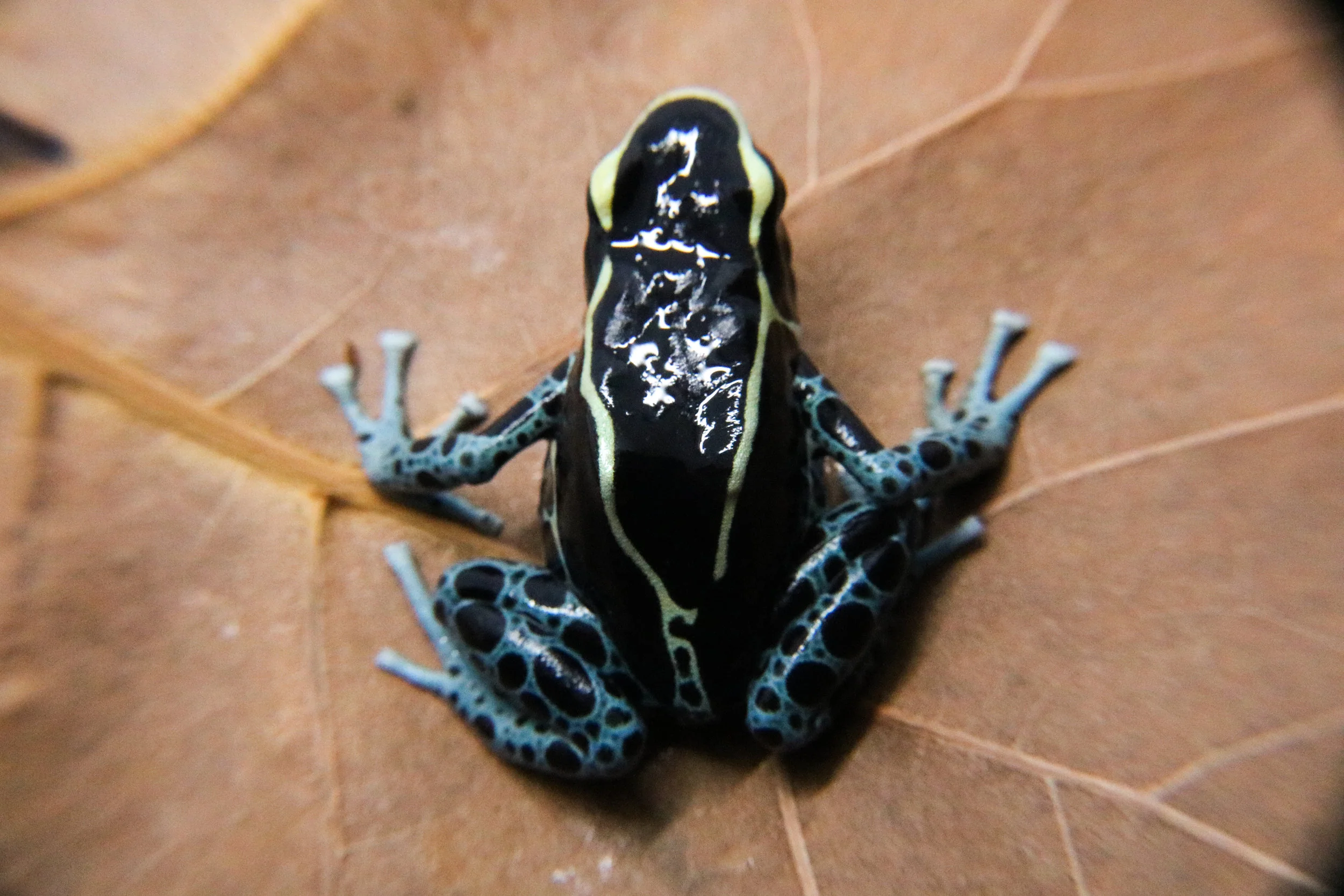 Dendrobates tinctorius "Powder Blue" - Image 2