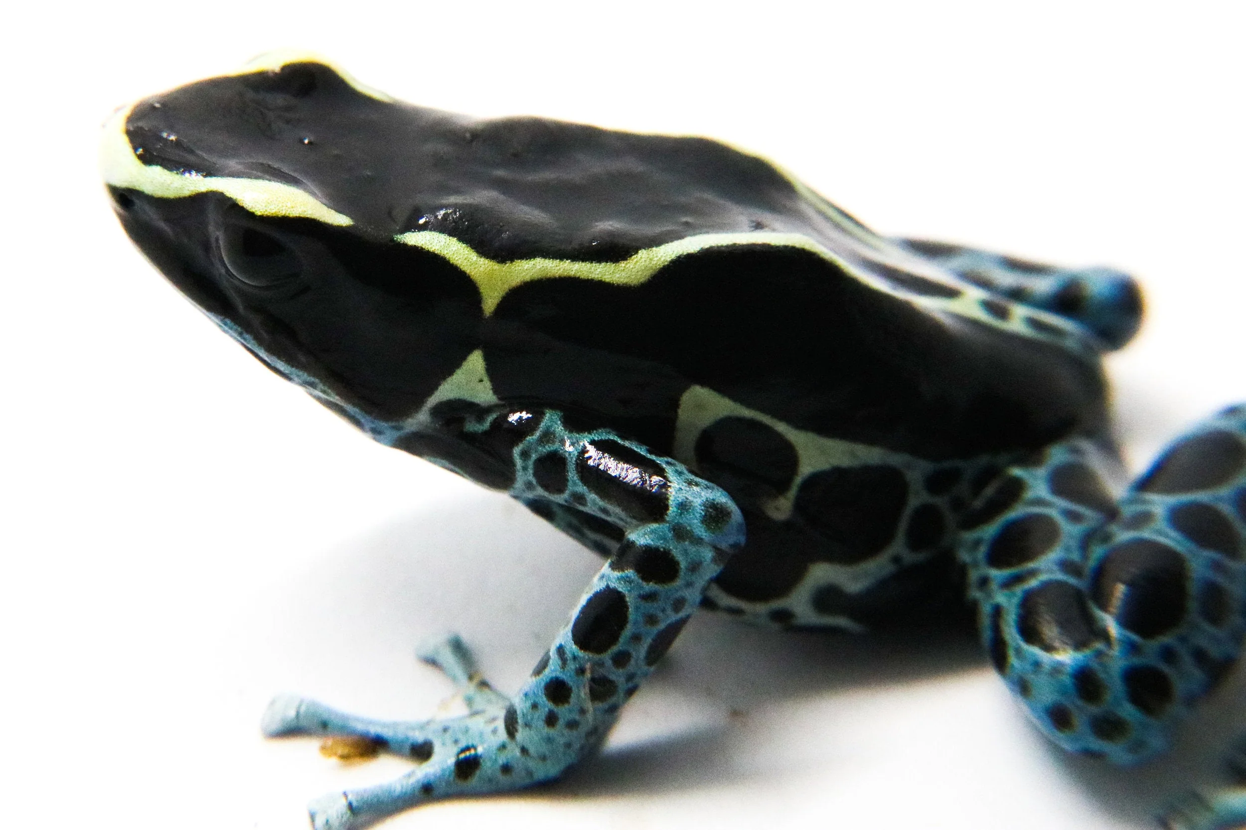 Dendrobates tinctorius "Powder Blue" - Tadpole - Image 3