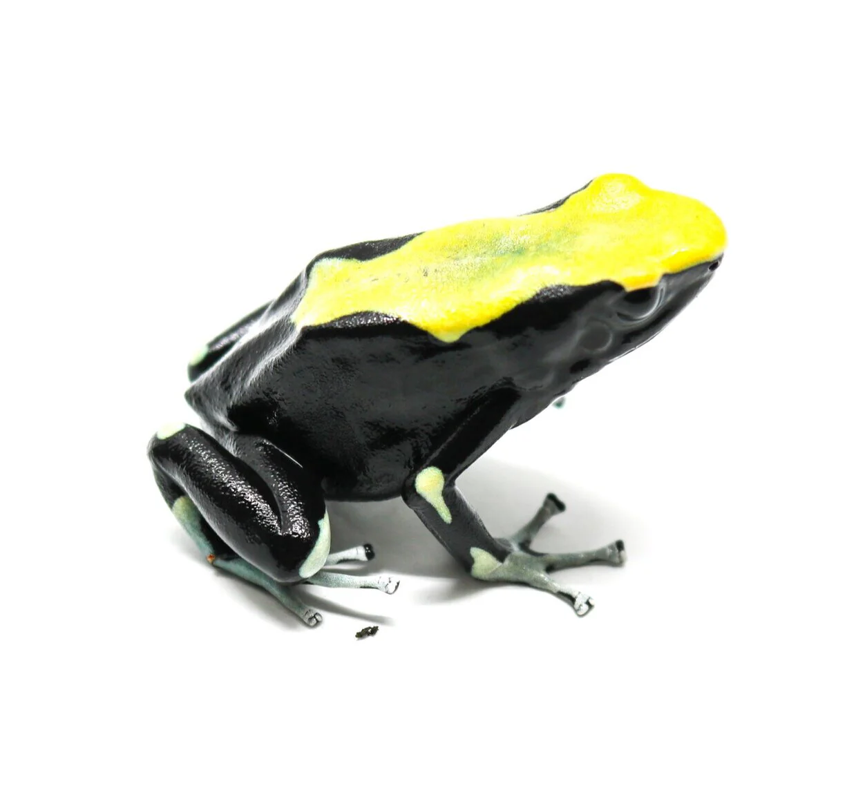 Dendrobates tinctorius "Yellowback" - Tadpole