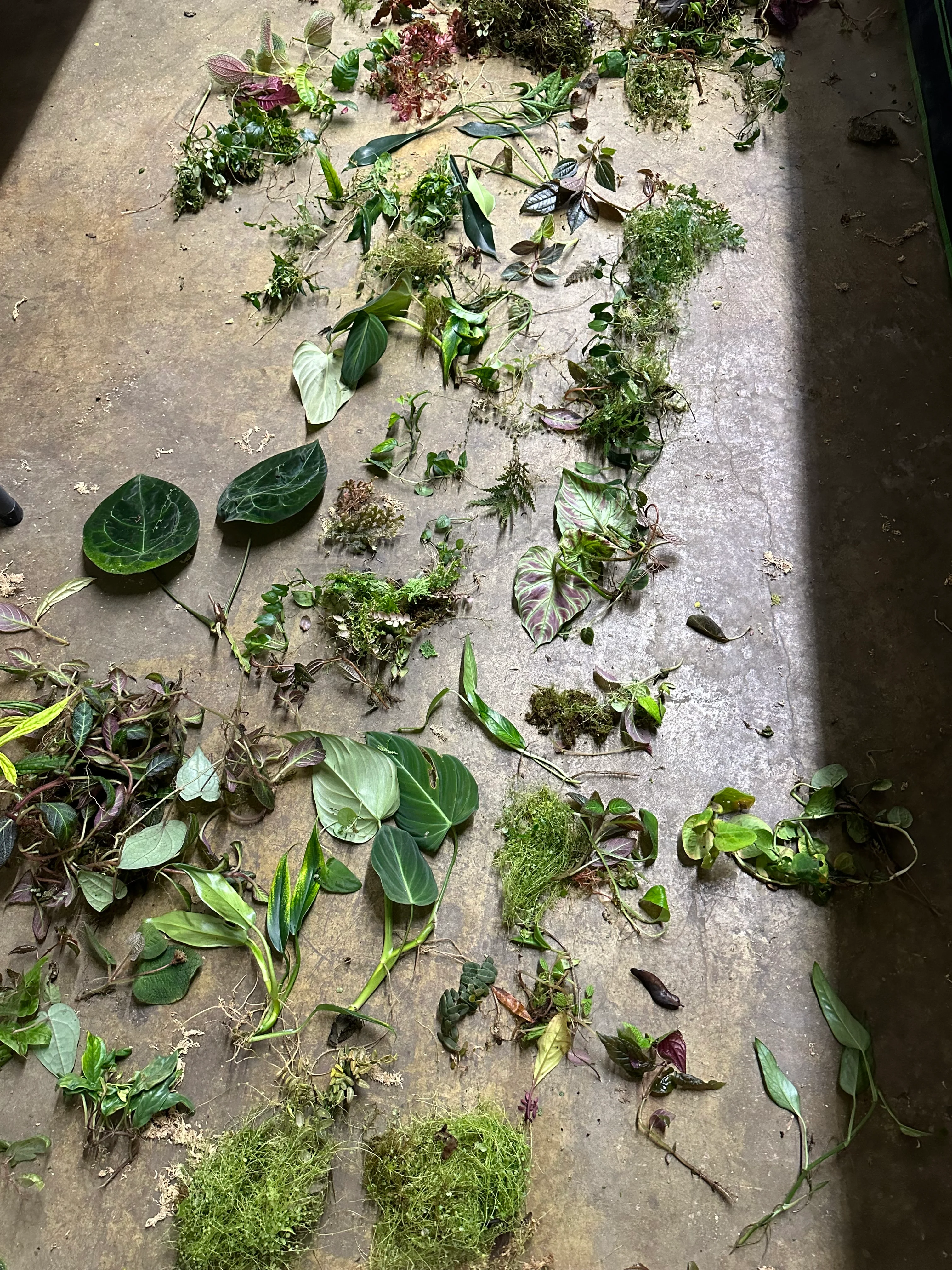 Double Value Imperfect Cuttings Package - Fan Favorite! - Image 2