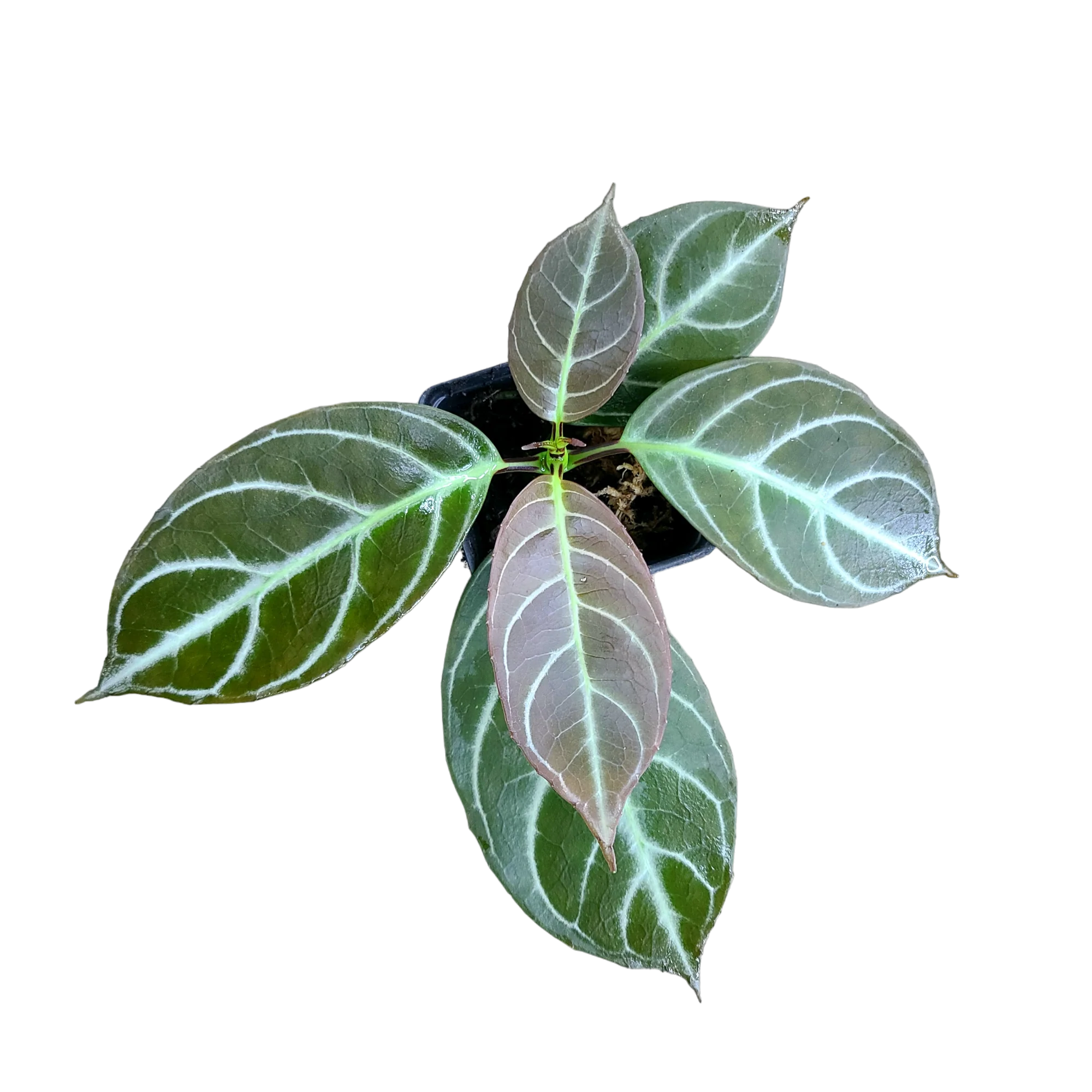 Drymonia chiribogana