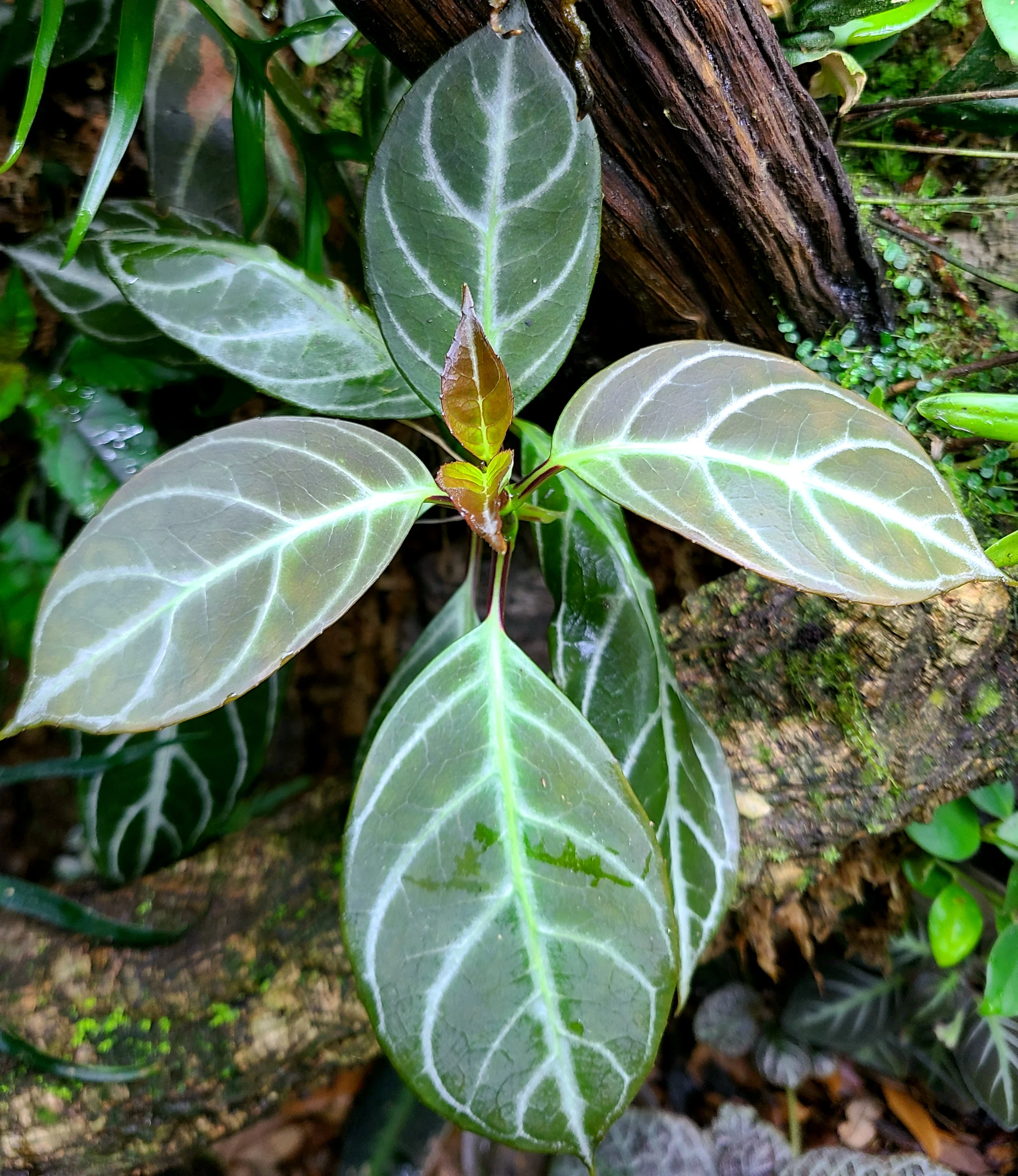 Drymonia chiribogana - Image 2