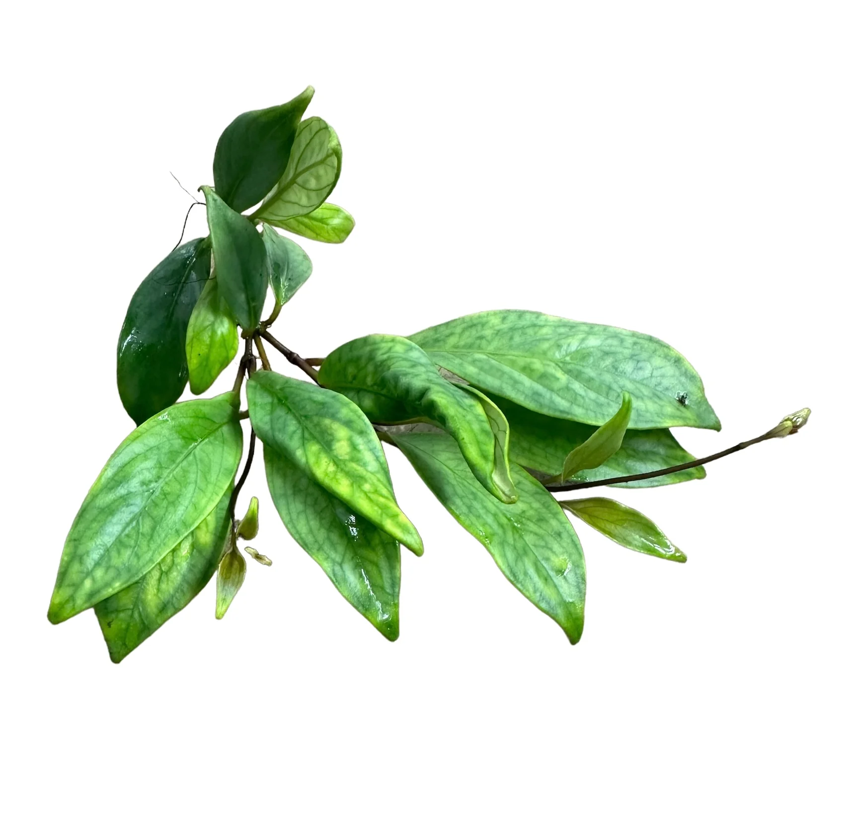 Drymonia pendula