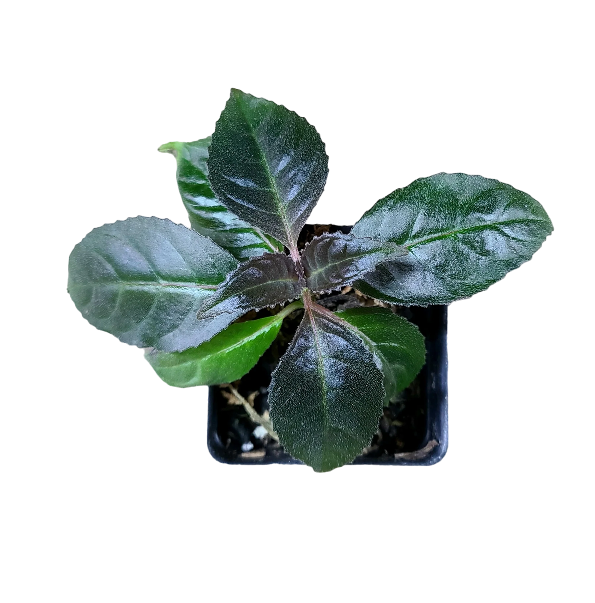 Drymonia serrulata