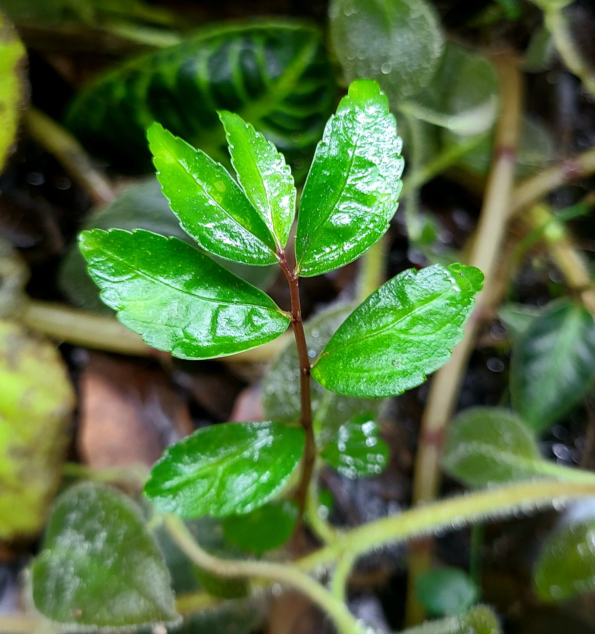 Elatostema sp. Silver Stripe - Image 2