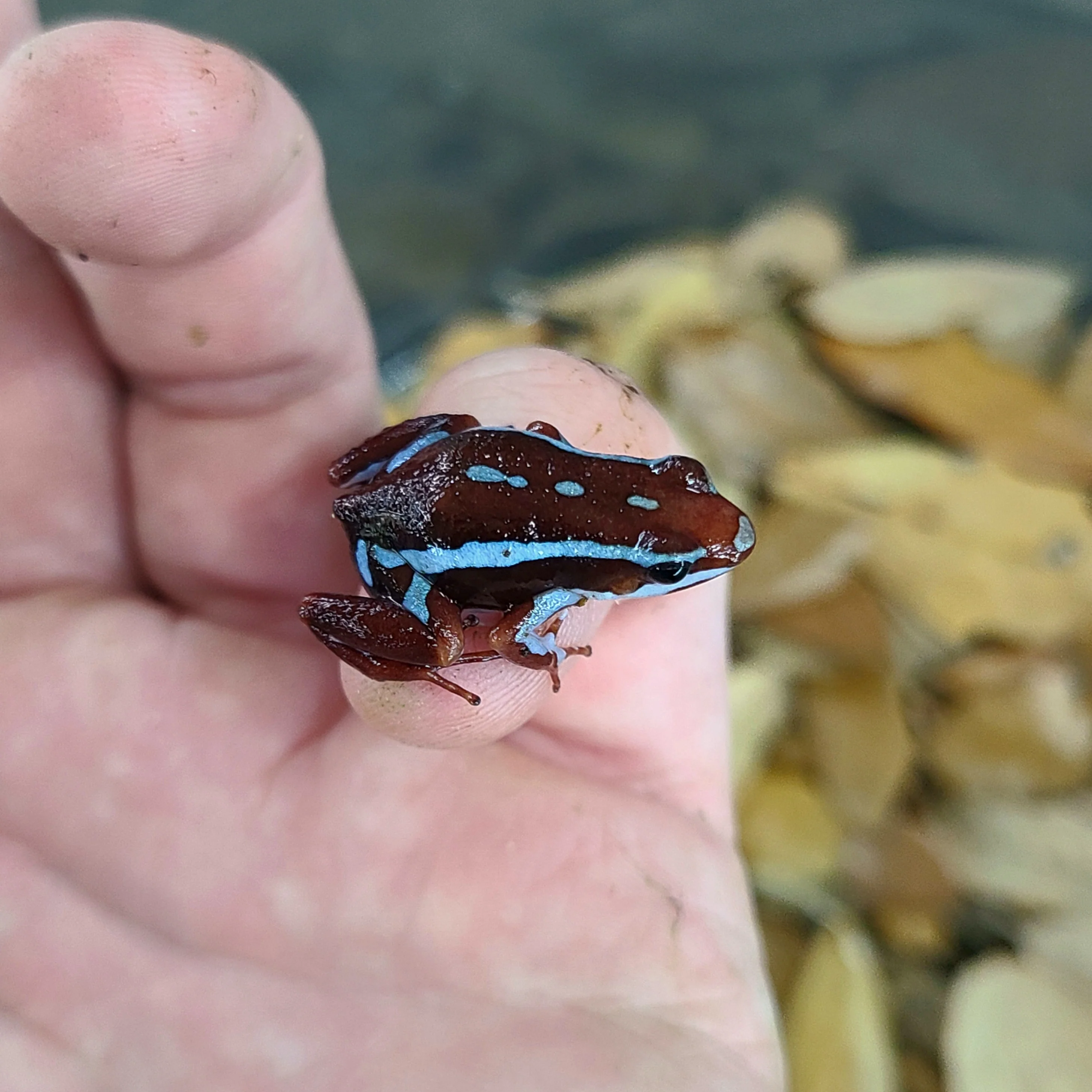 Epipedobates anthonyi "Ankas" Tadpole - Image 3