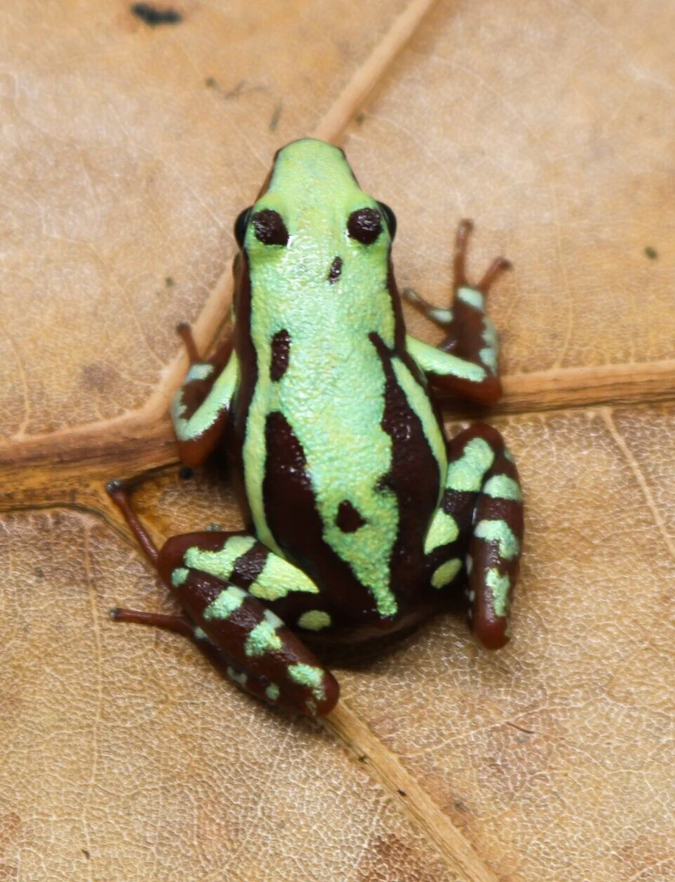 Epipedobates tricolor "Highland" - Image 2