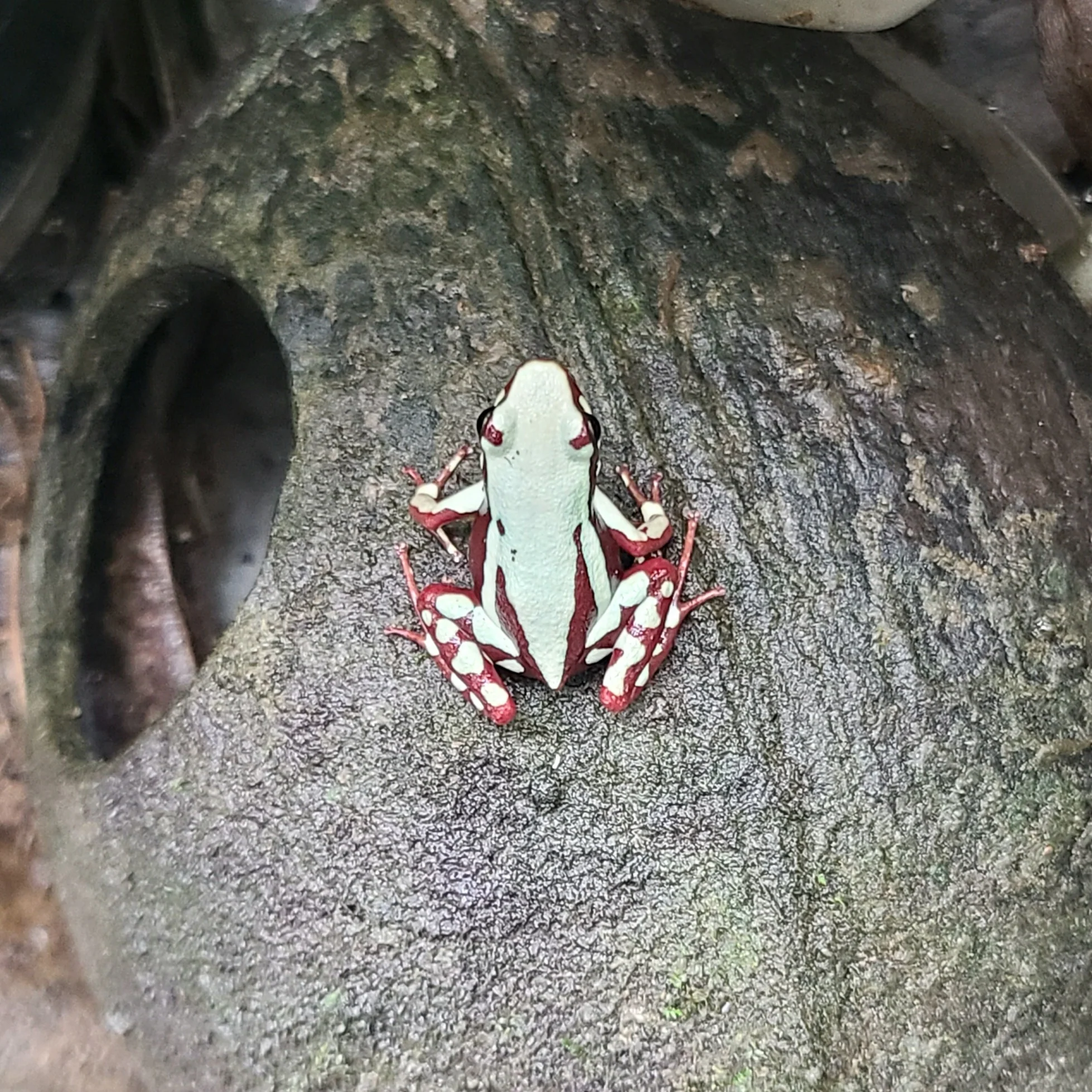 Epipedobates tricolor "Highland" Tadpole - Image 3