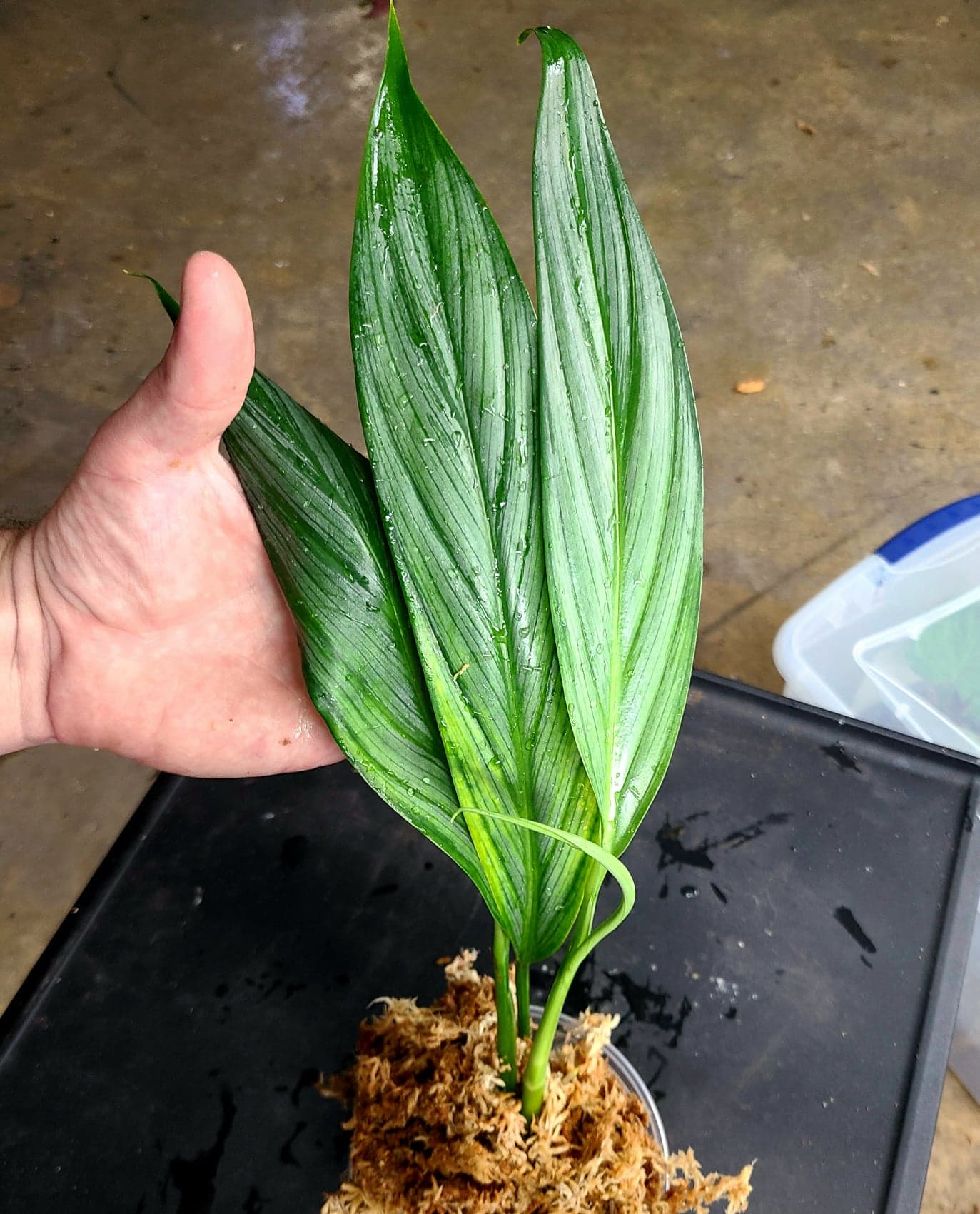 Epipremnum amplissimum