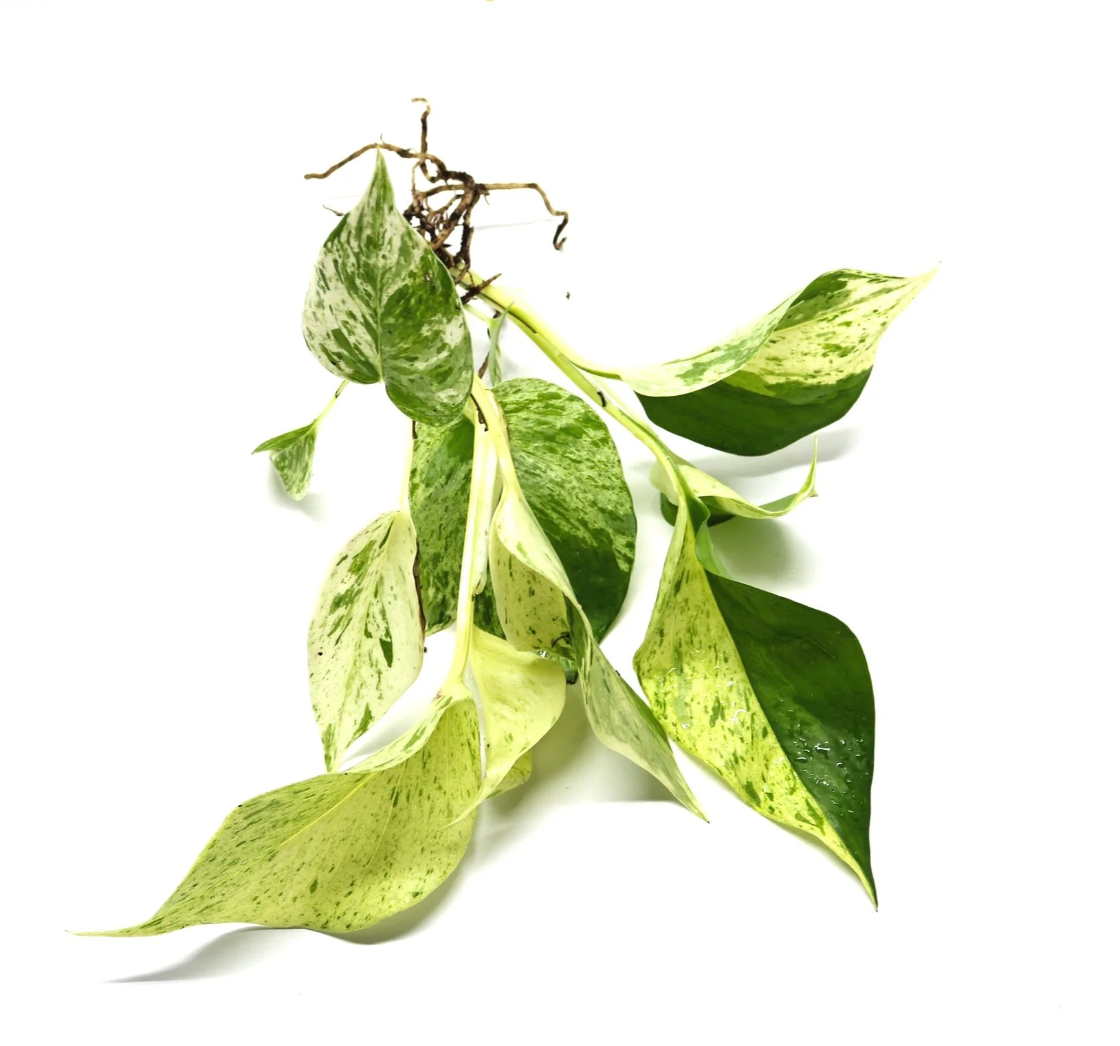 Epipremnum aureum "Marbled Queen"