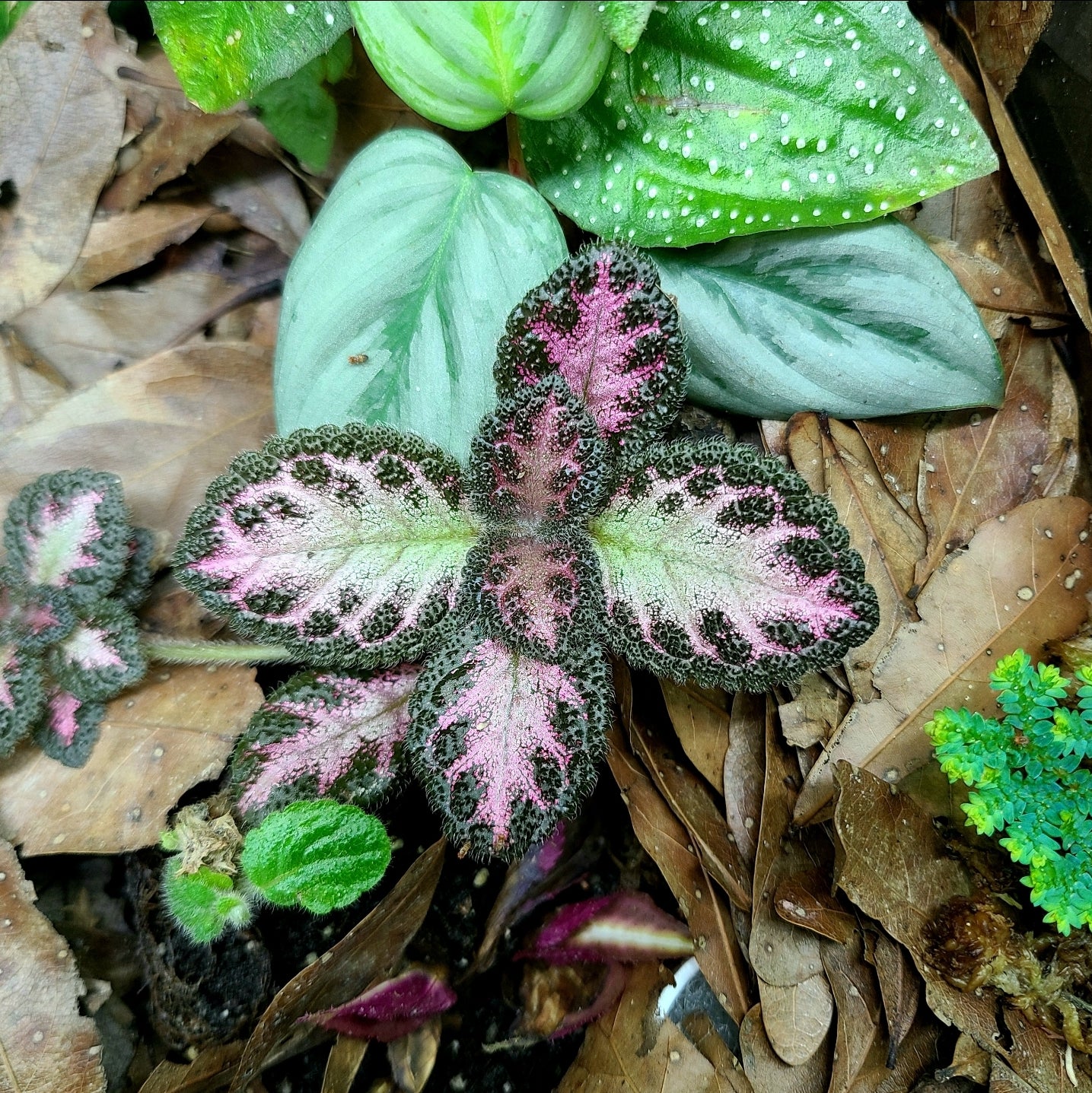 Episcia cupreata "Pink Acajou”