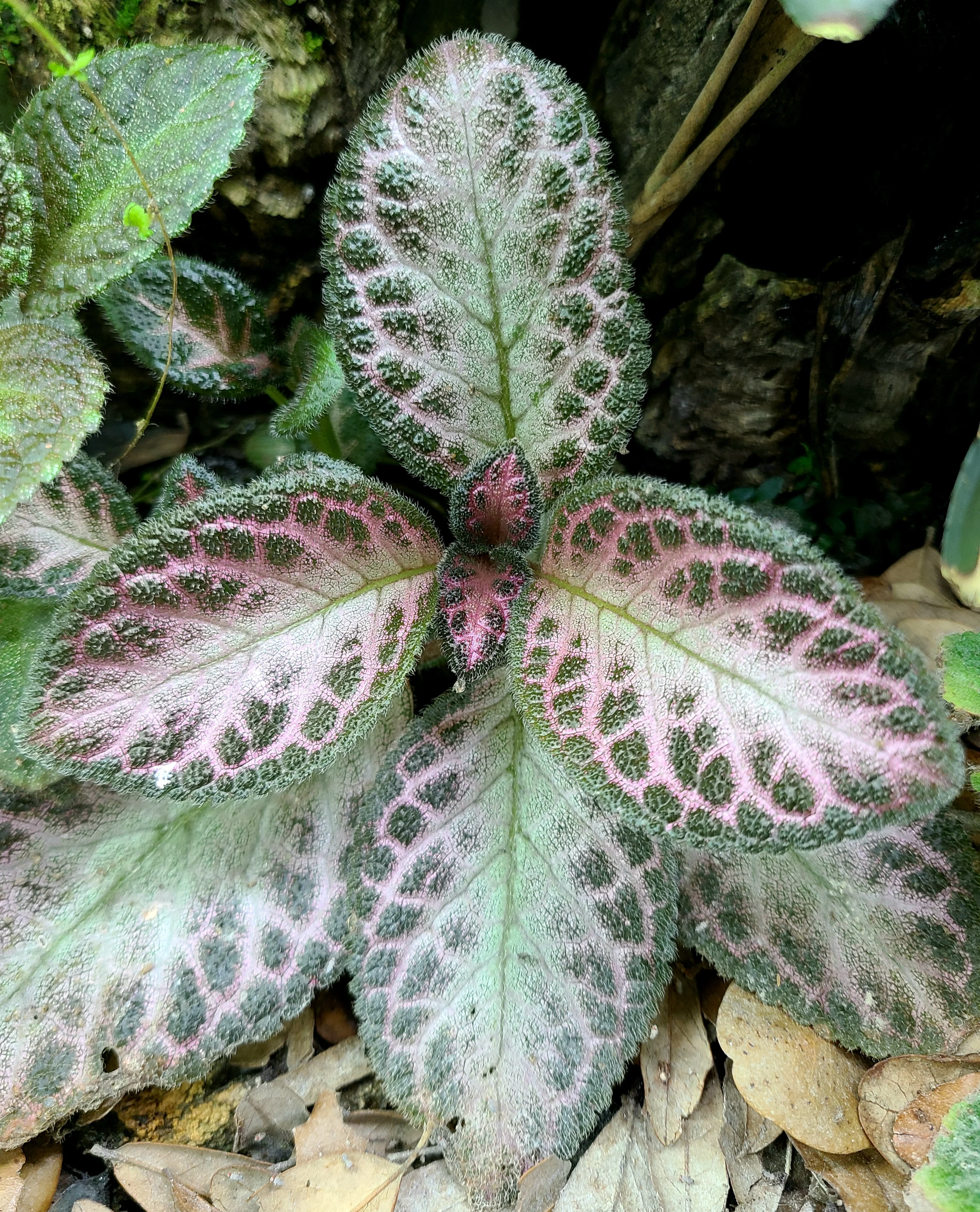 Episcia cupreata "Pink Acajou” - Image 2