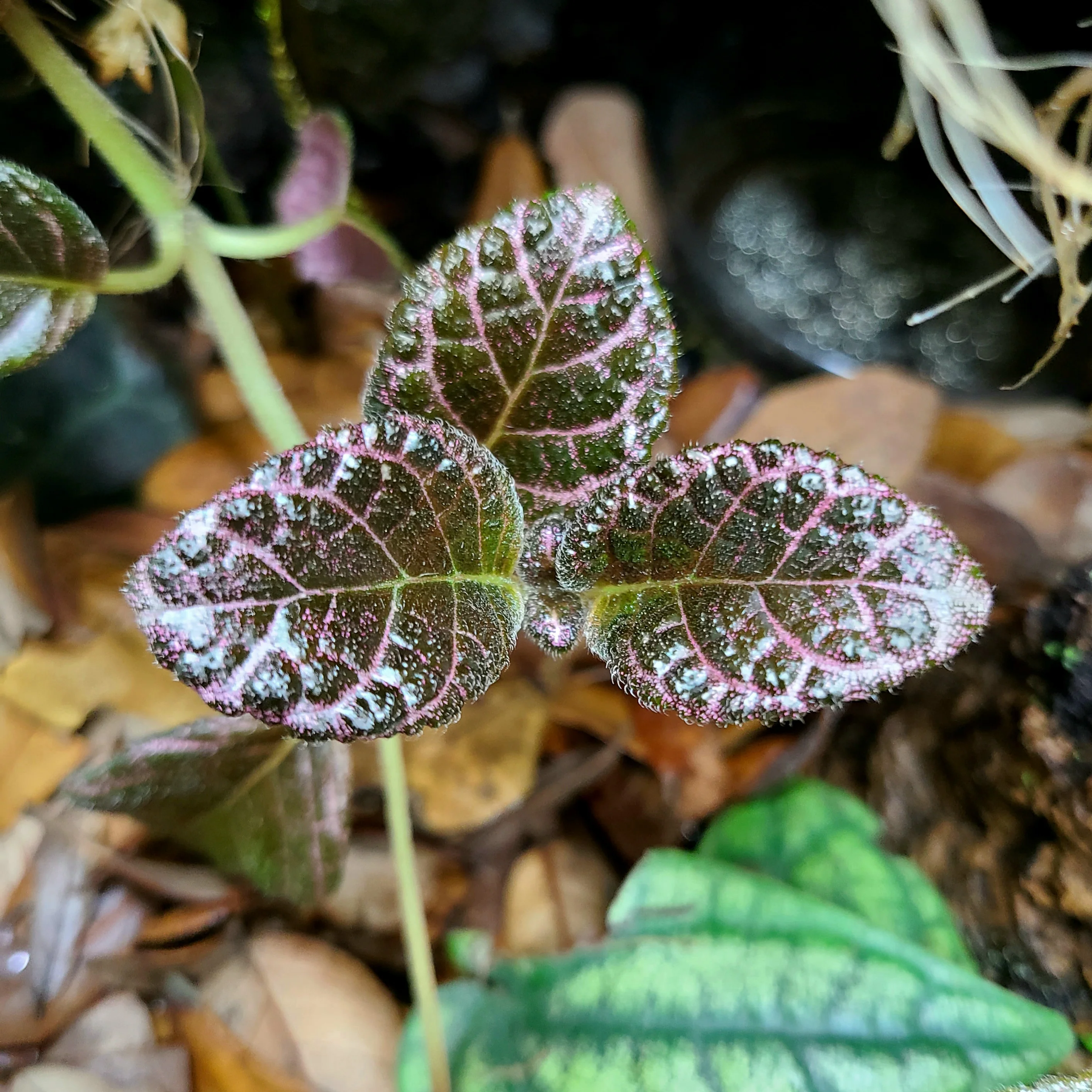 Episcia cupreata "Raspberry Tart” - Image 2
