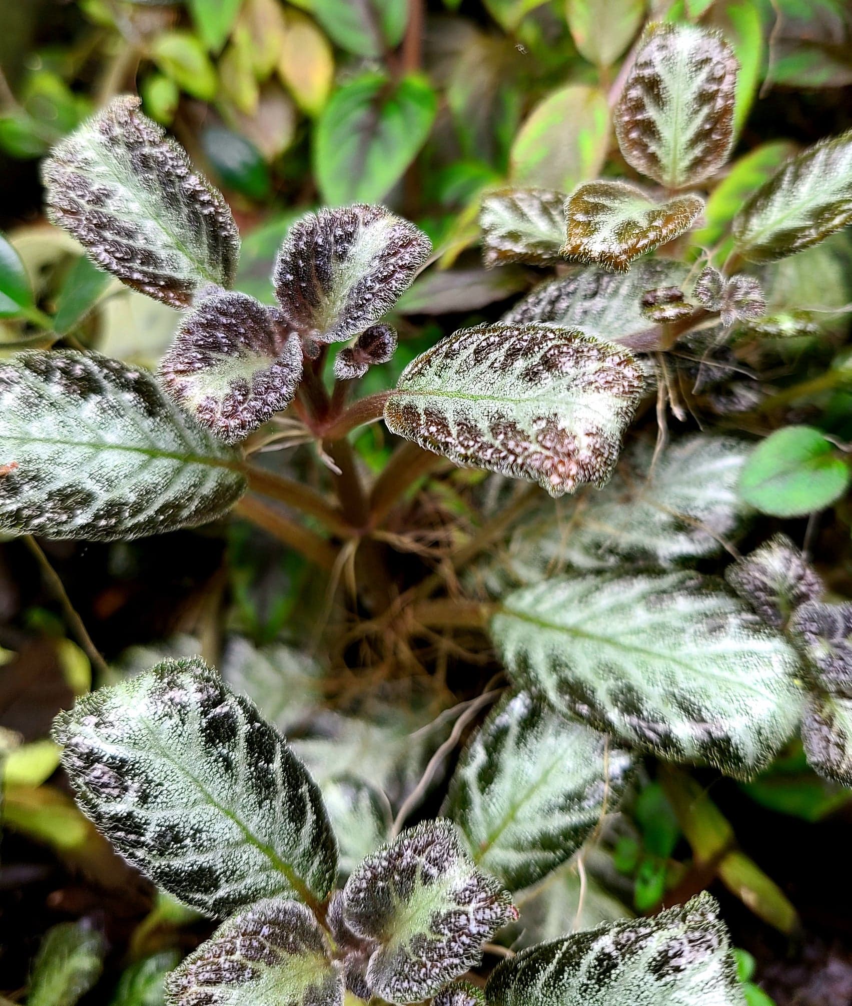 Episcia cupreata "Silver Sheen” - Image 2