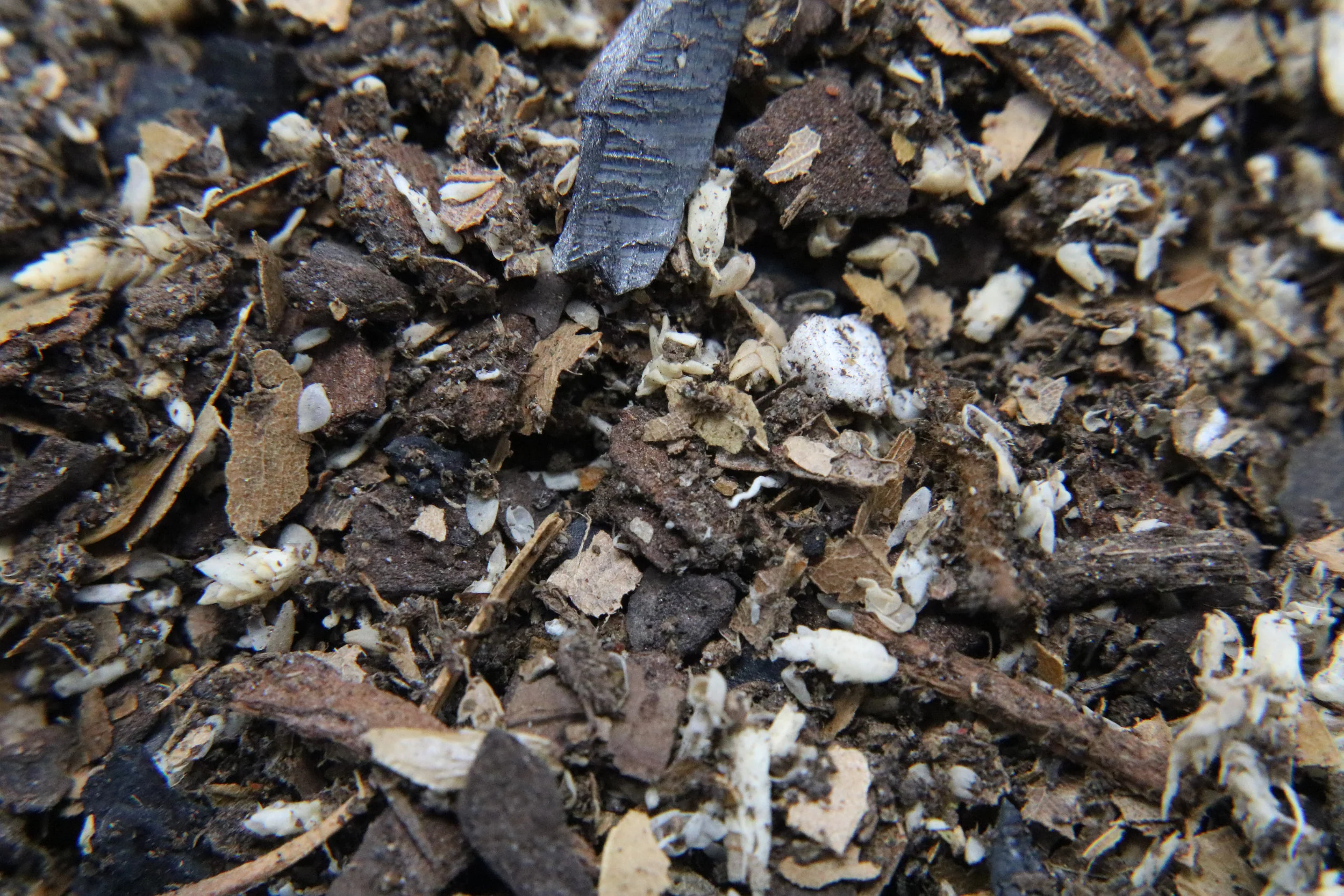 FrogDaddy FaunaBoost Isopod Substrate - Image 2