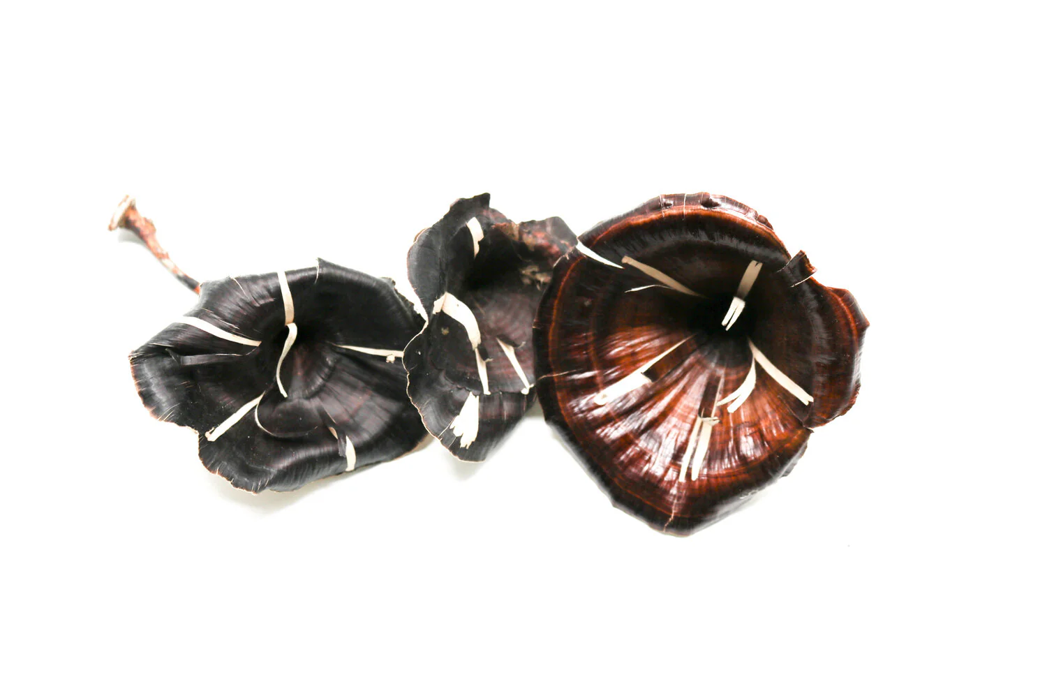 Flower Mushroom Shelf Cap