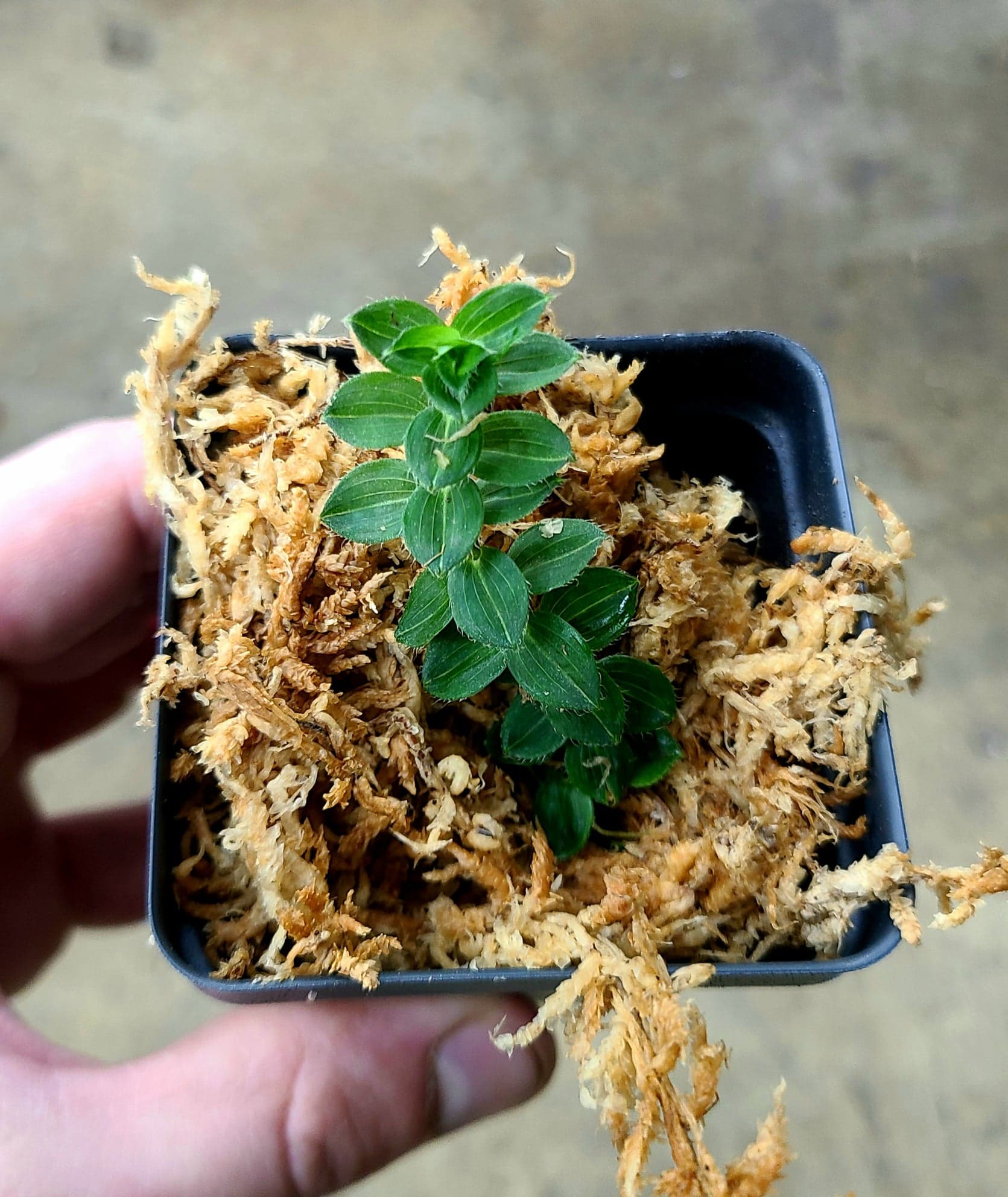Freycinetia cf. elegantula