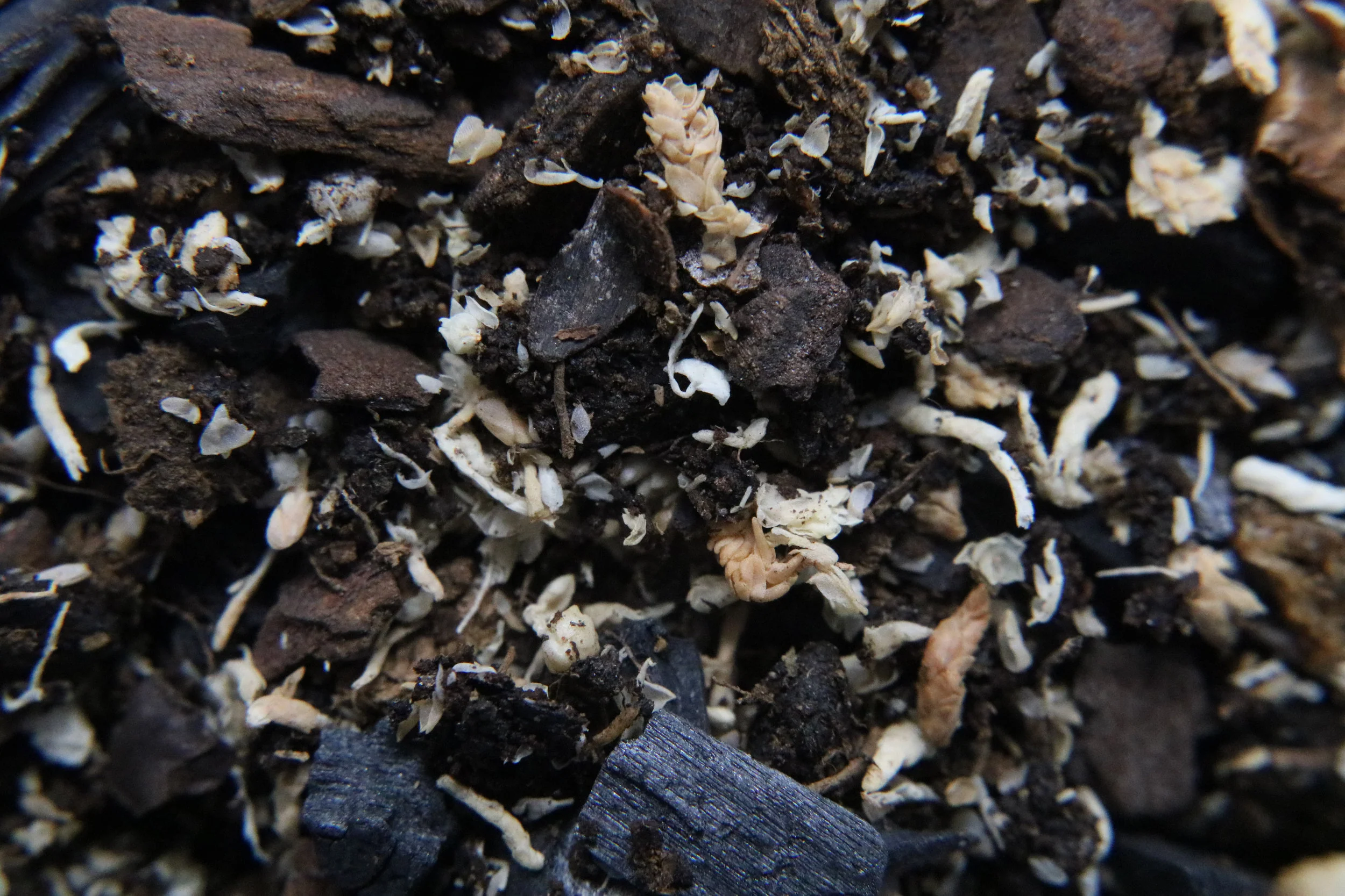 FrogDaddy FaunaReady LIVE Tropical Vivarium Substrate - Image 3