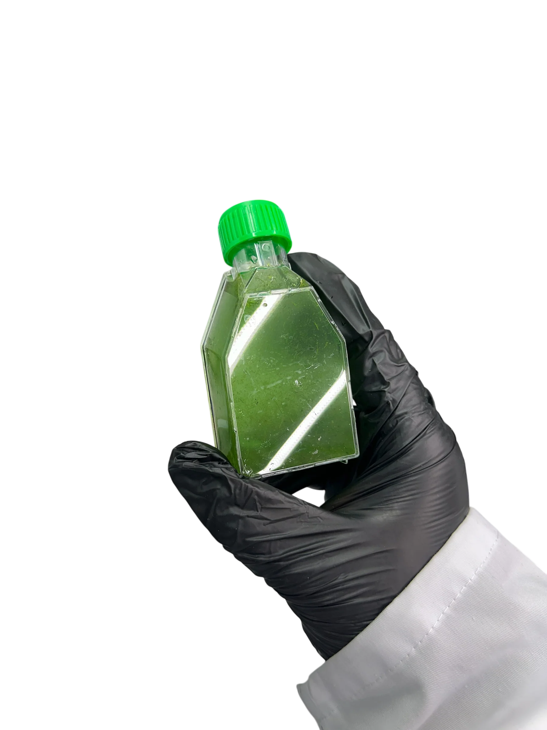 FrogDaddy Tissue Cultured Moss Inoculant