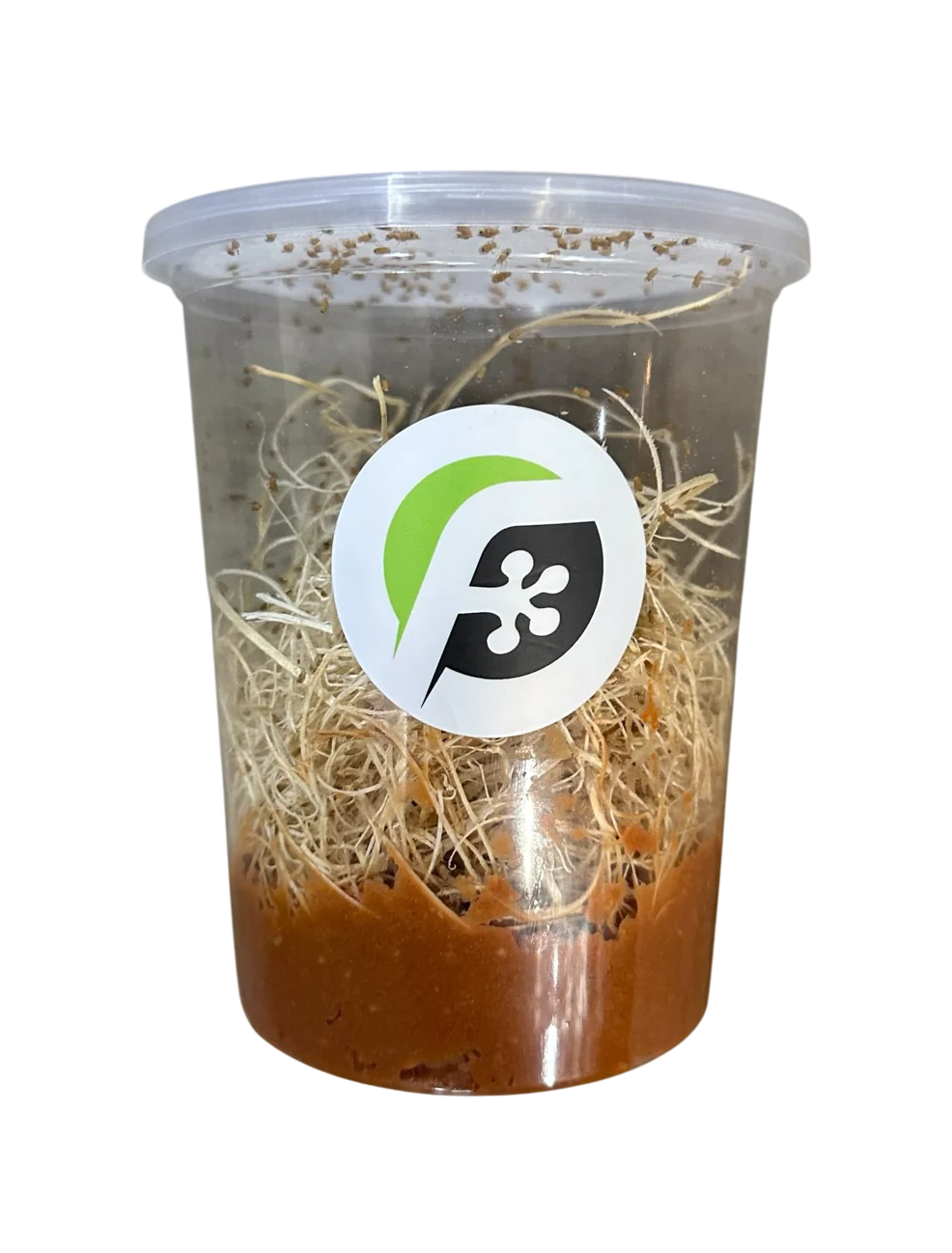 Fruit Fly (Drosophila melanogaster) CREAMSICLE Culture (FRESH - NOT FEED-READY) - 32 oz