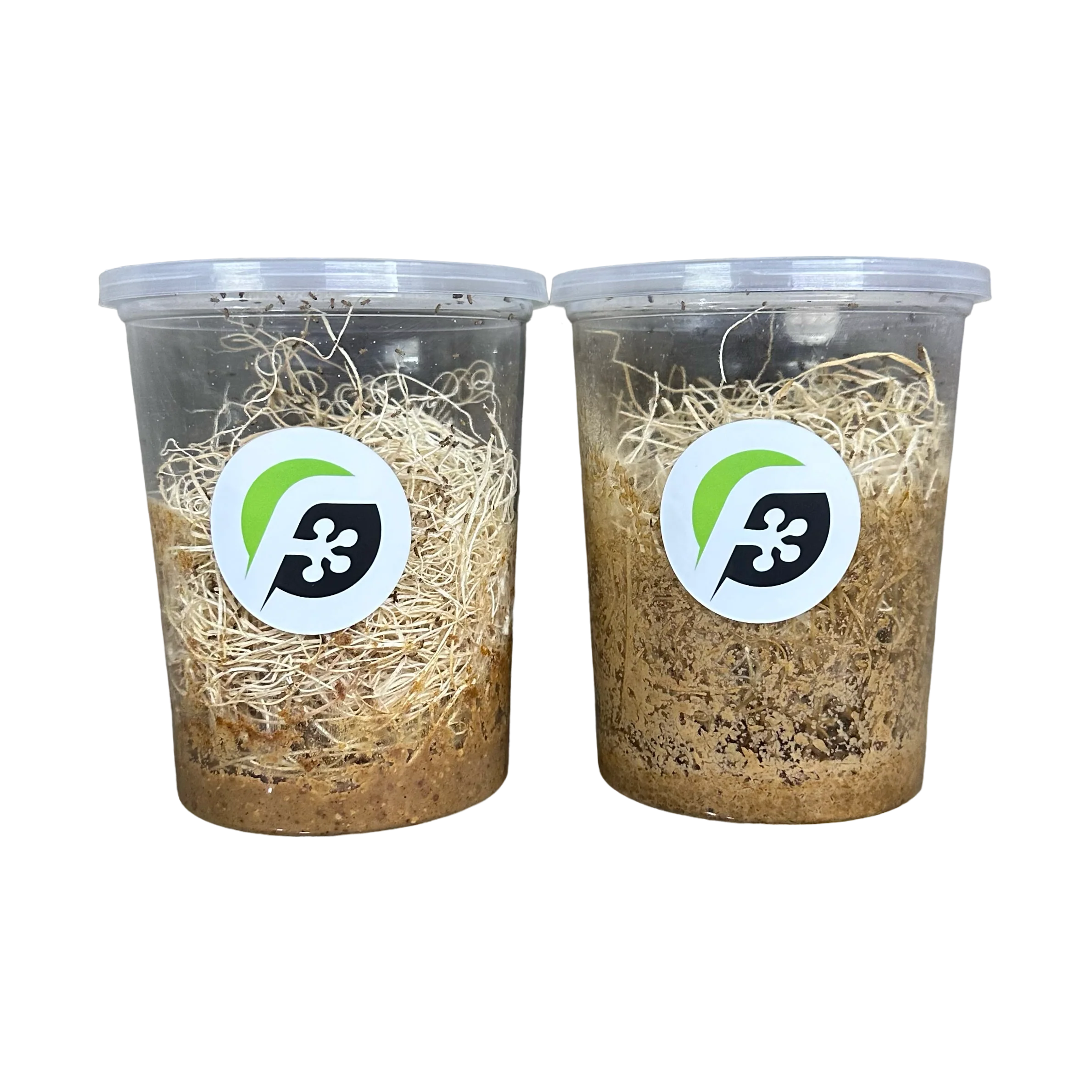 Fruit Fly (Drosophila melanogaster) wingless culture "FLYPAK - COMBO DEALS"