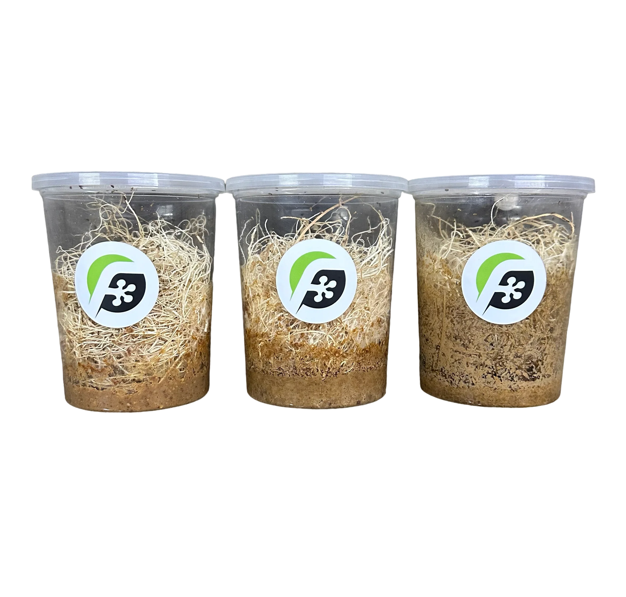 Fruit Fly (Drosophila melanogaster) wingless culture "FLYPAK - COMBO DEALS" - Image 2
