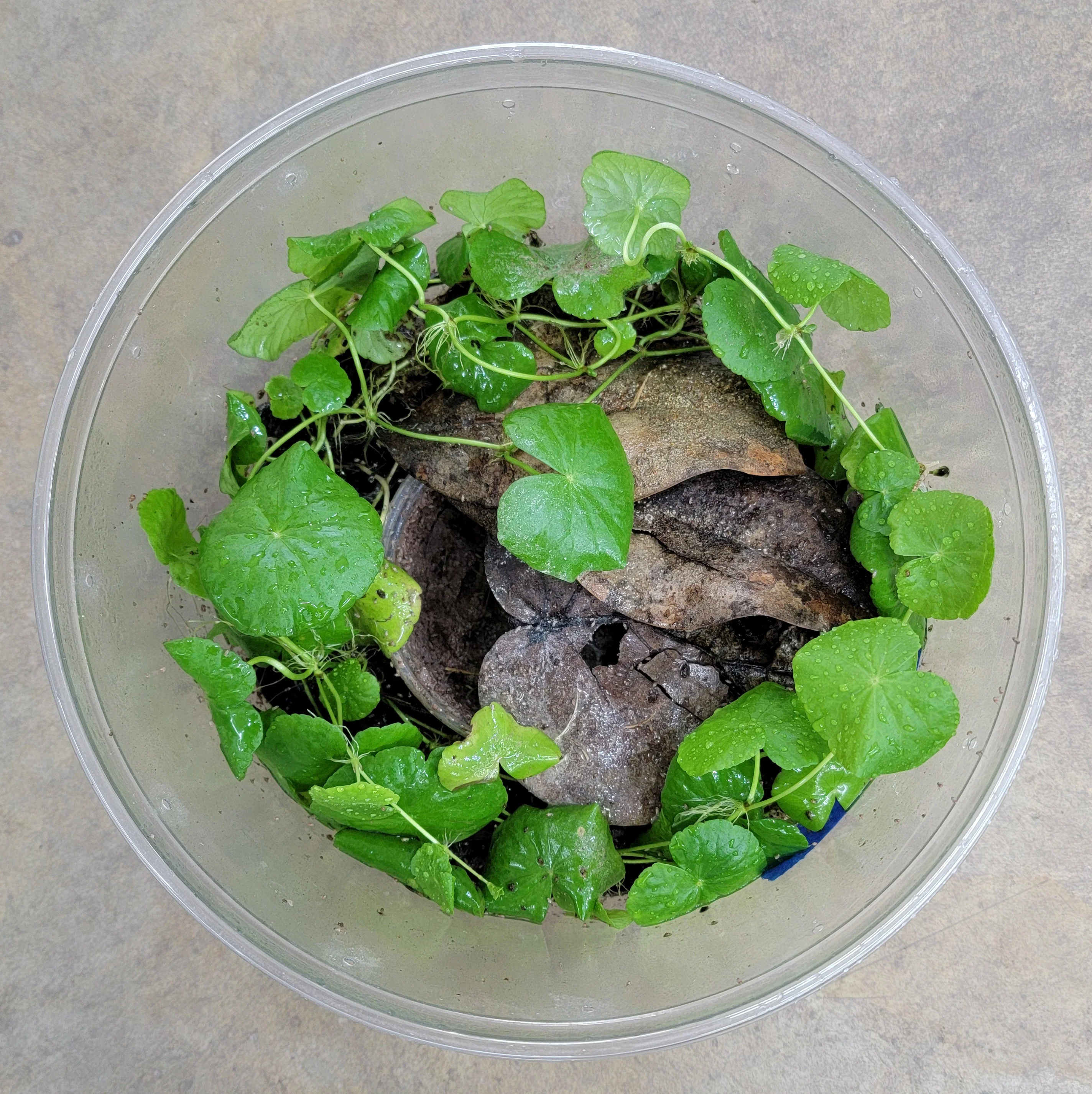 Full Froglet Grow-Out Kit - Extra Large Deli Round (190 oz) - Image 3