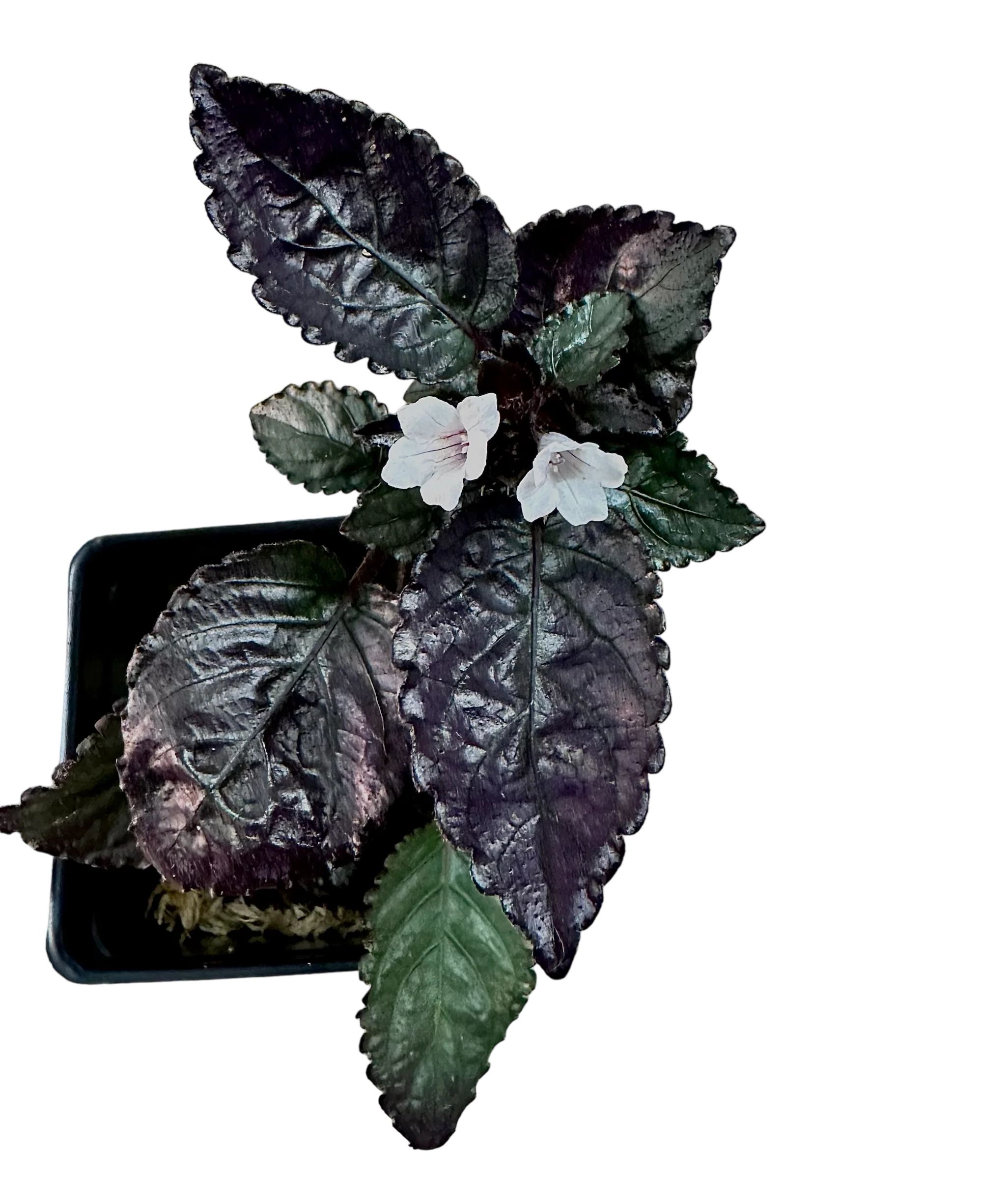 Hemigraphis alternata - Silver Queen