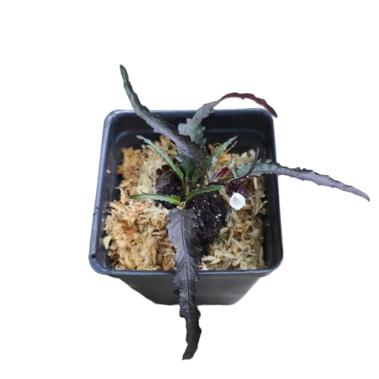 Hemigraphis repanda “Dragon’s Breath”