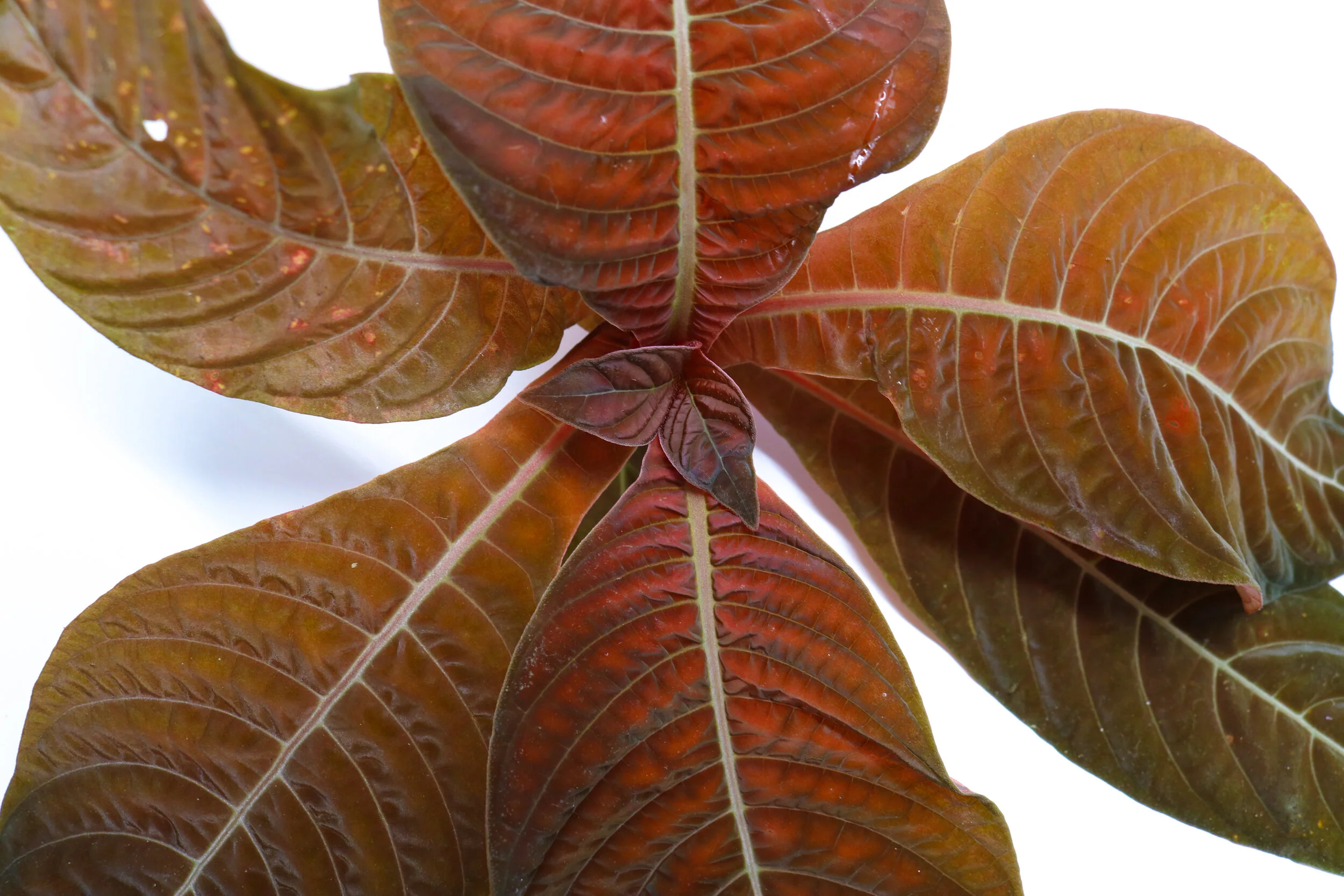 Hoffmannia refulgens x ghiesbreghtii - Image 5