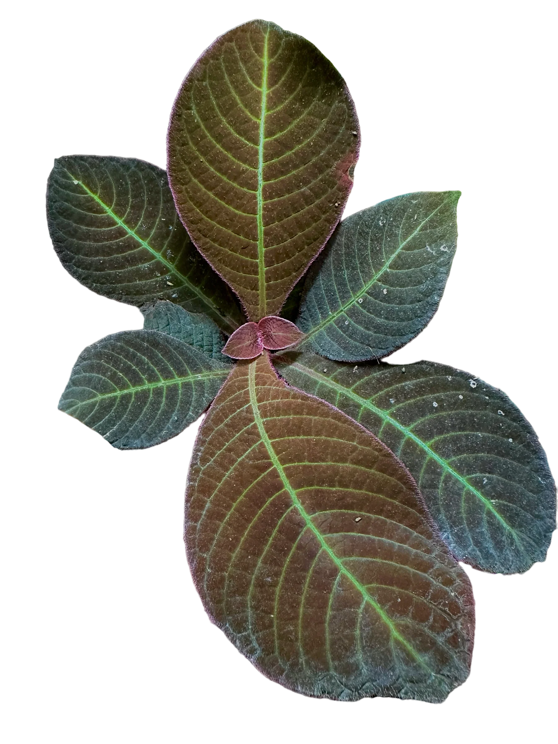 Hoffmannia roezlii