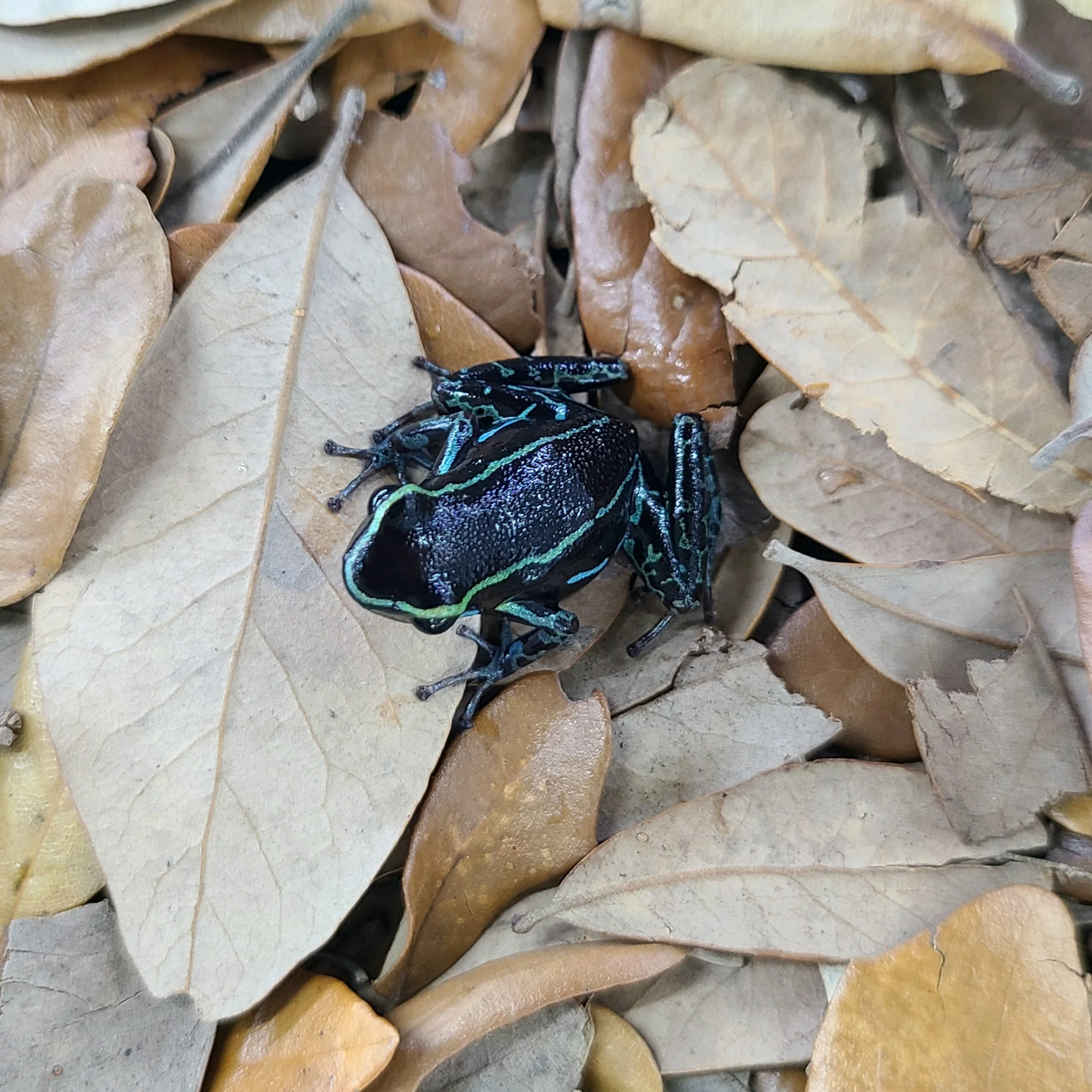 Hyloxalus azureiventris - Image 4