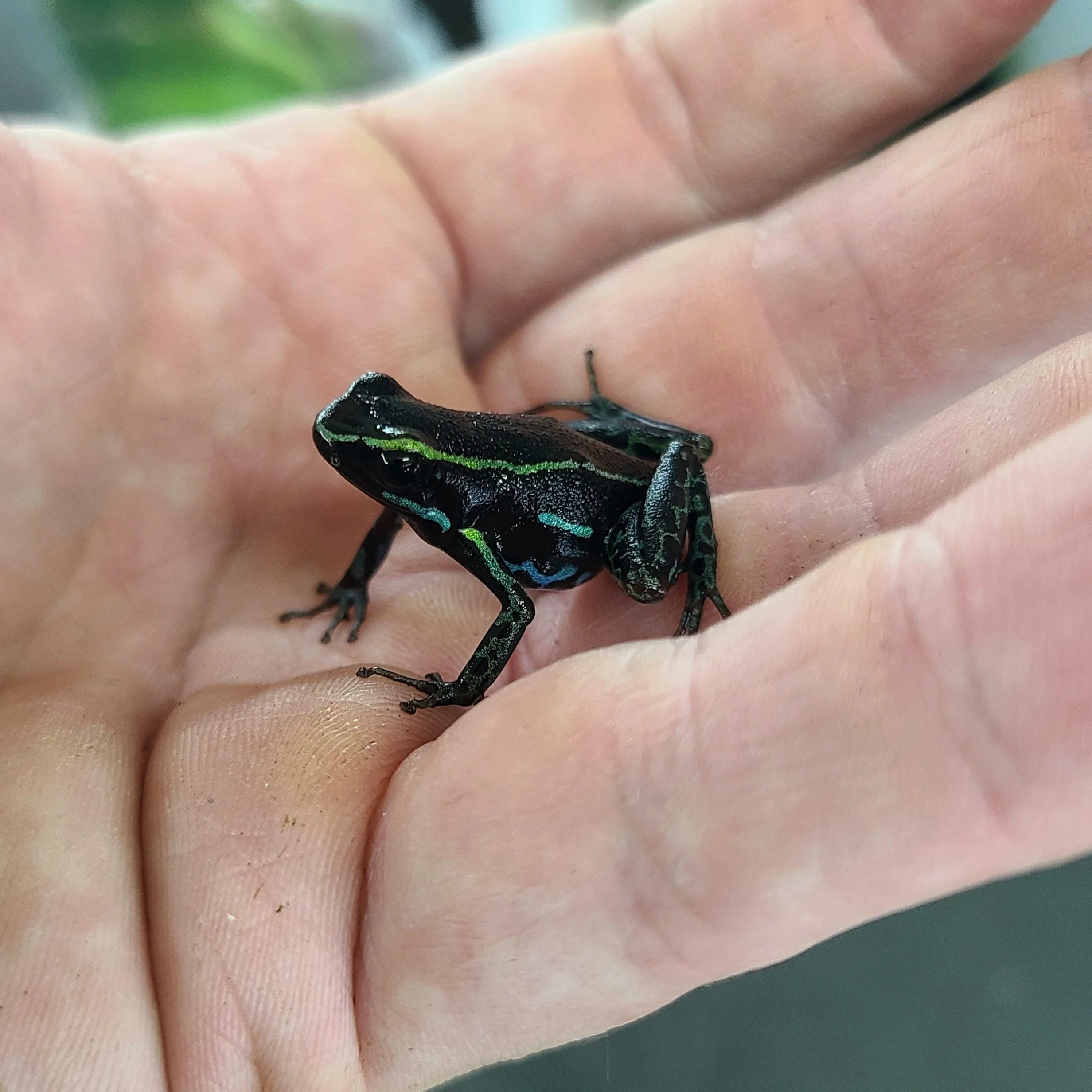 Hyloxalus azureiventris - Image 5
