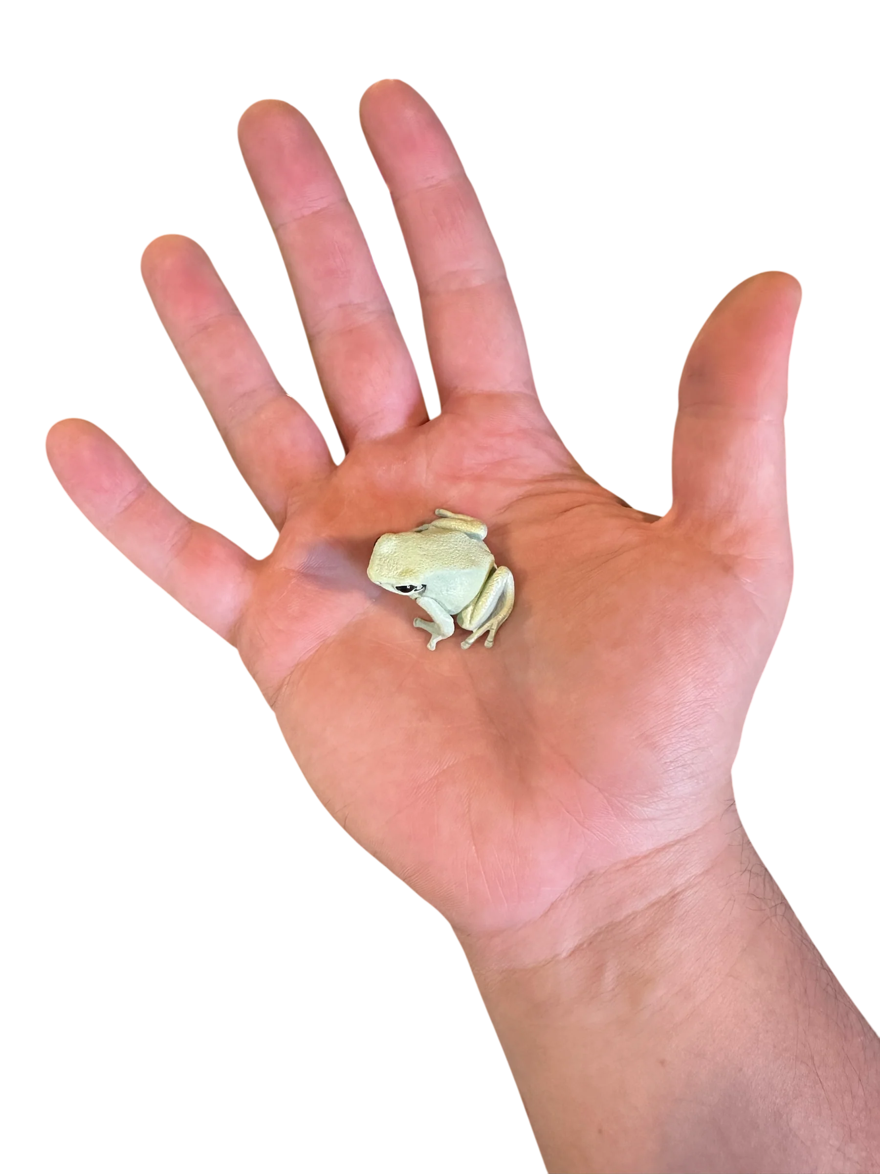 Hyper-Realistic Figurine - Phyllobates terribilis “Mint” - Image 3