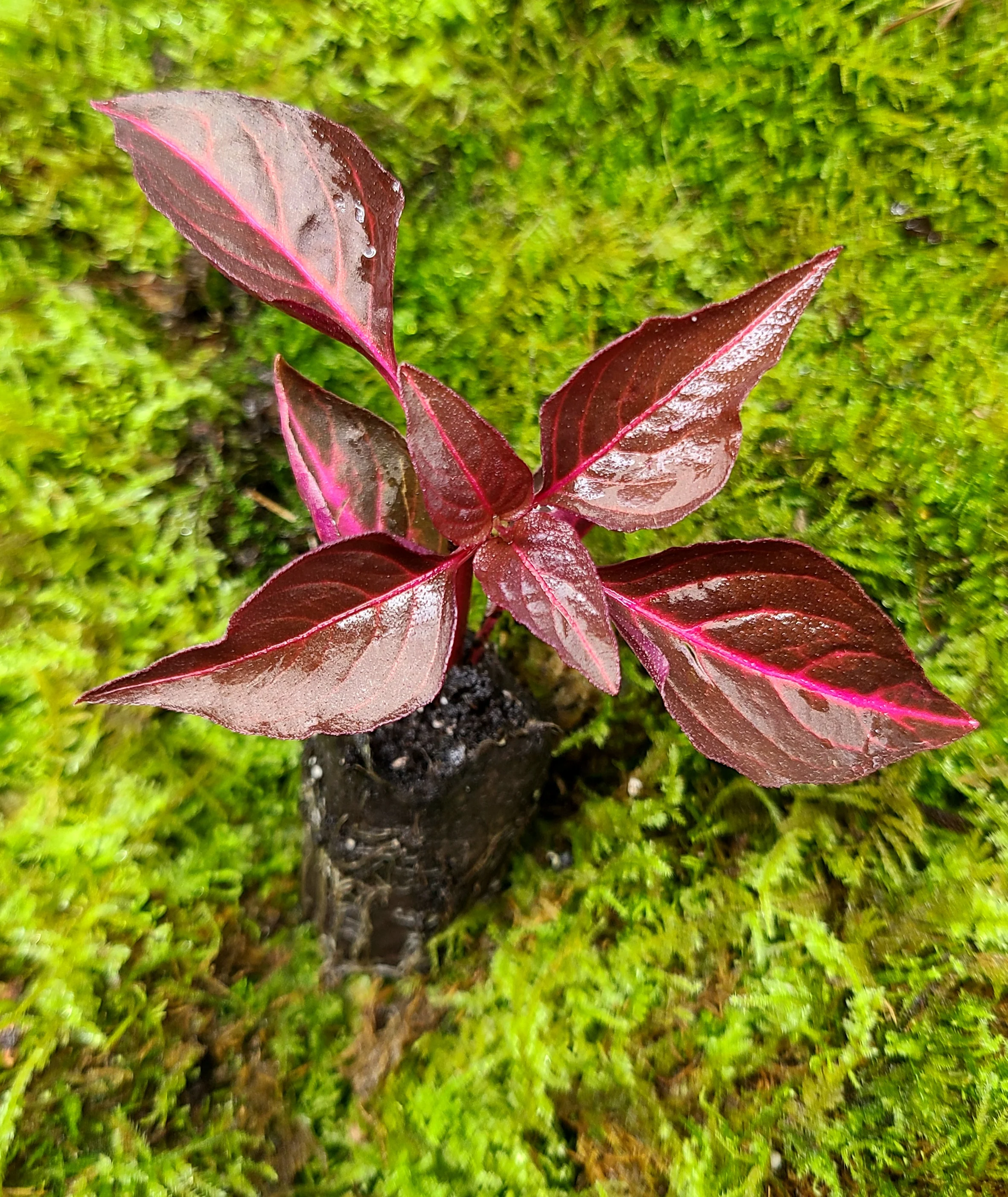 Iresine herbstii