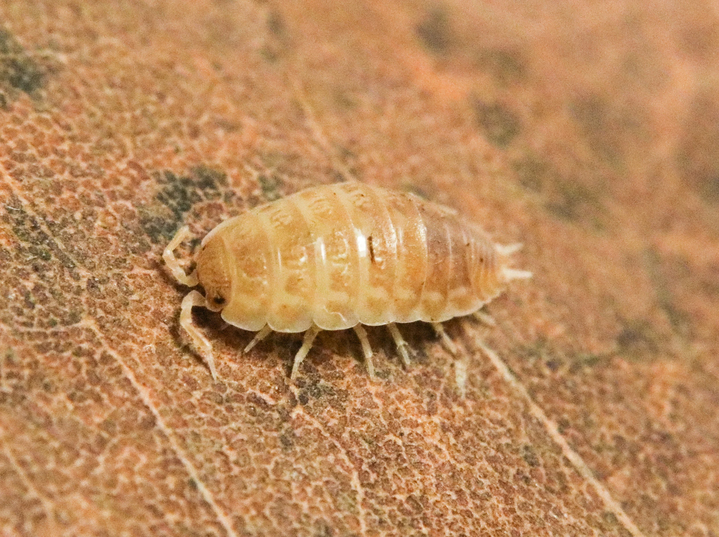 Isopoda sp. Tarragona