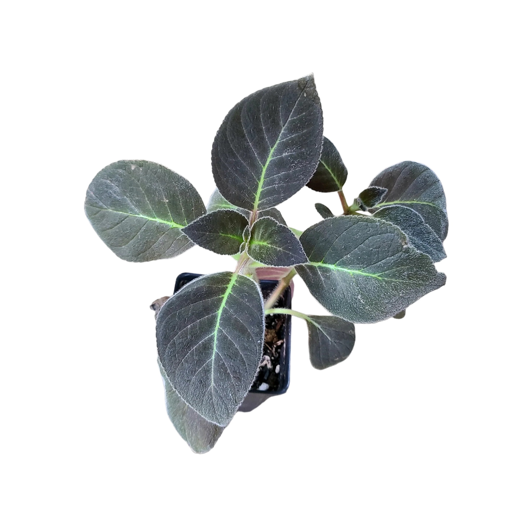 Kohleria amabilis