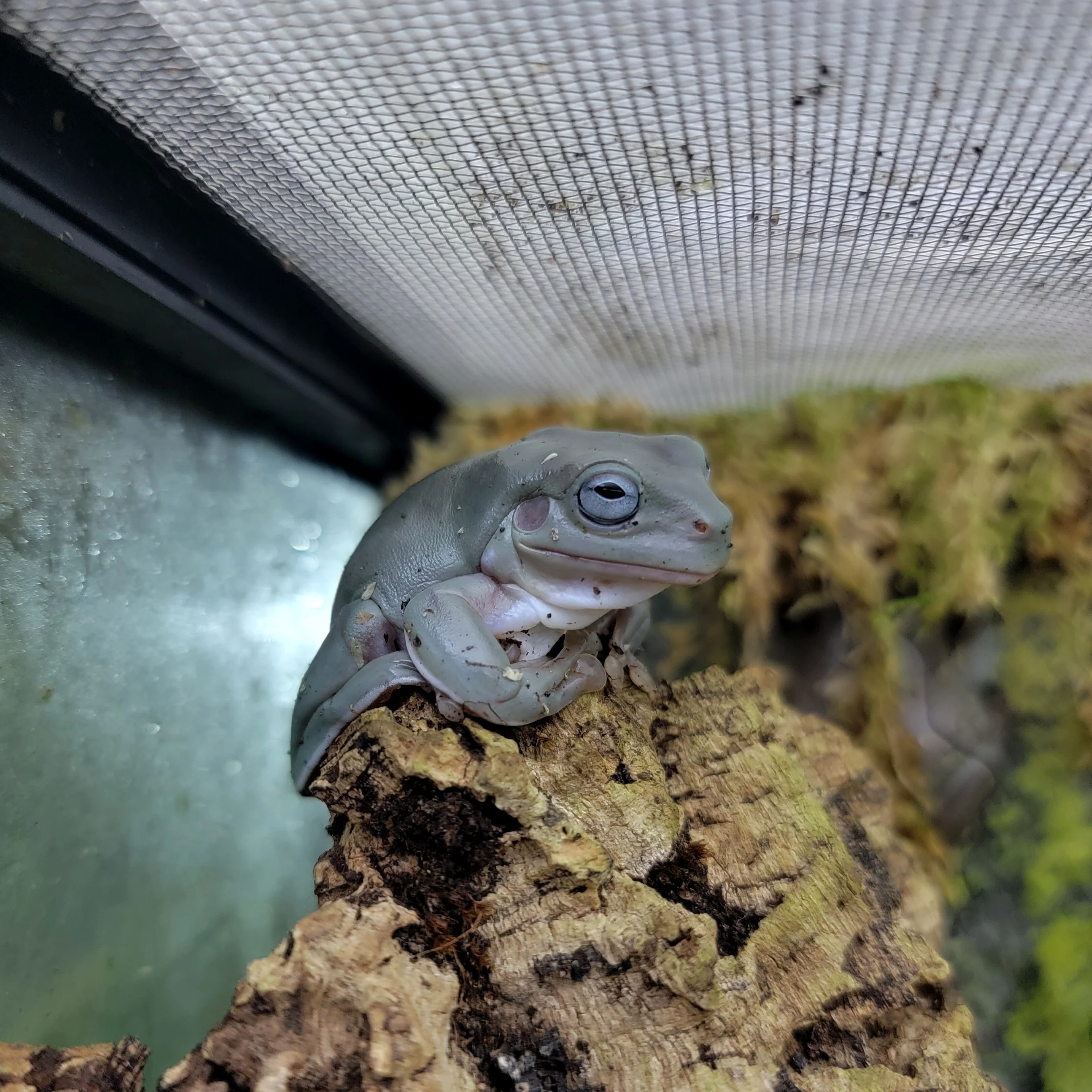 Litoria caerulea - White's Tree Frog - Blue Eyed - Image 2